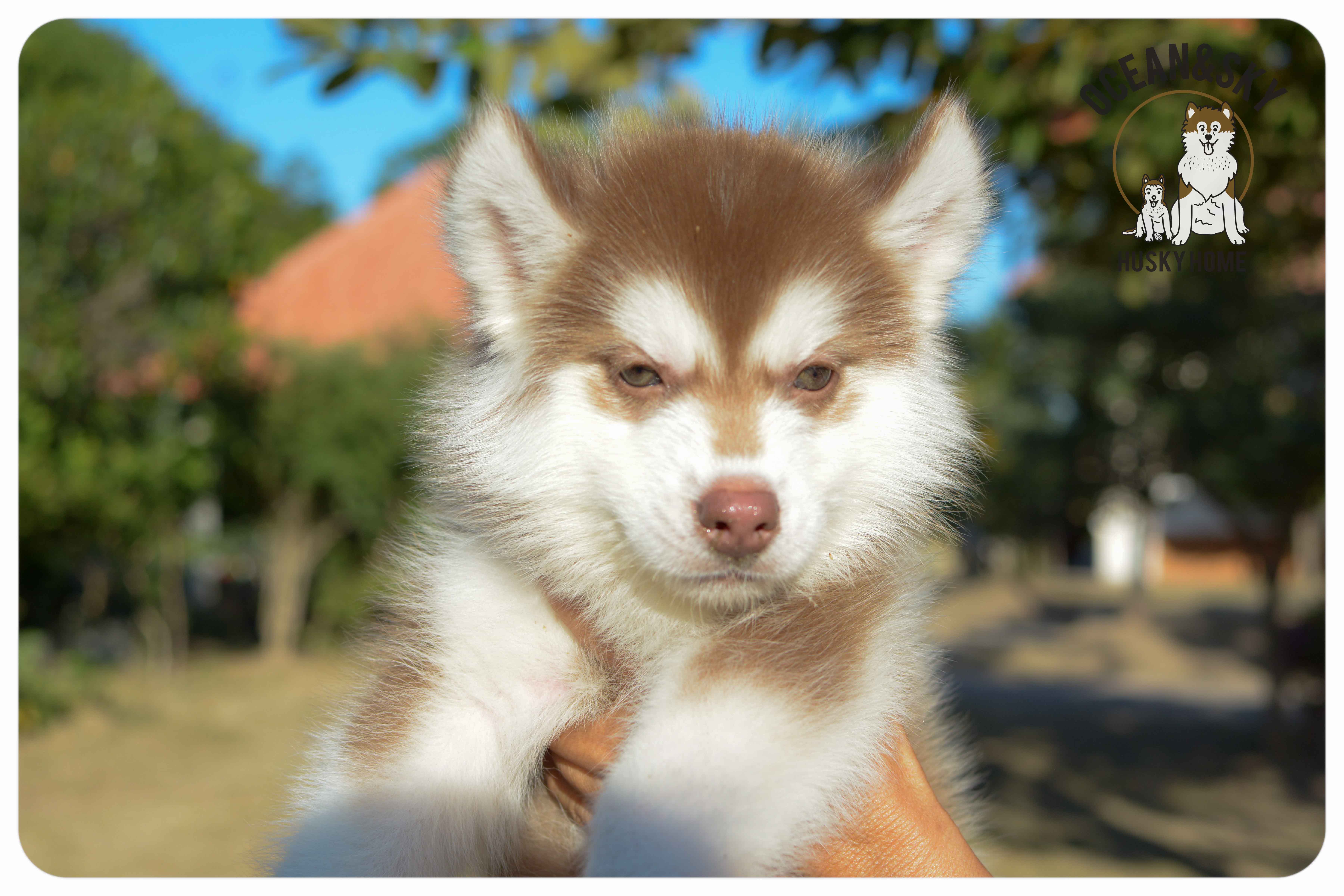 เปิดจองน้องๆไซบีเรียนขนฟู สีน่ารัก ผู้3ตัว เมีย3ตัว มันนี่ + แฮรี่