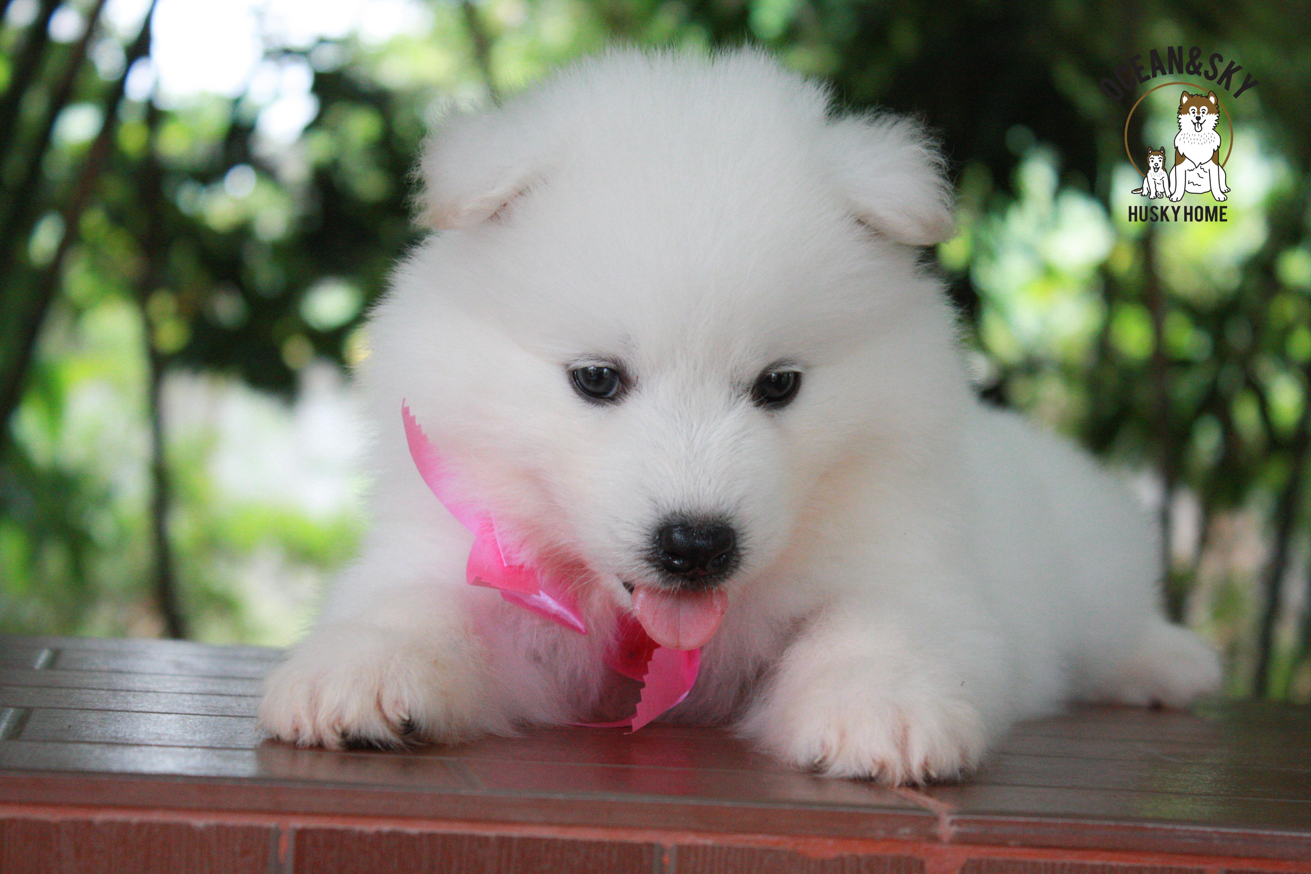 ซามอยด์ , samoyed , female