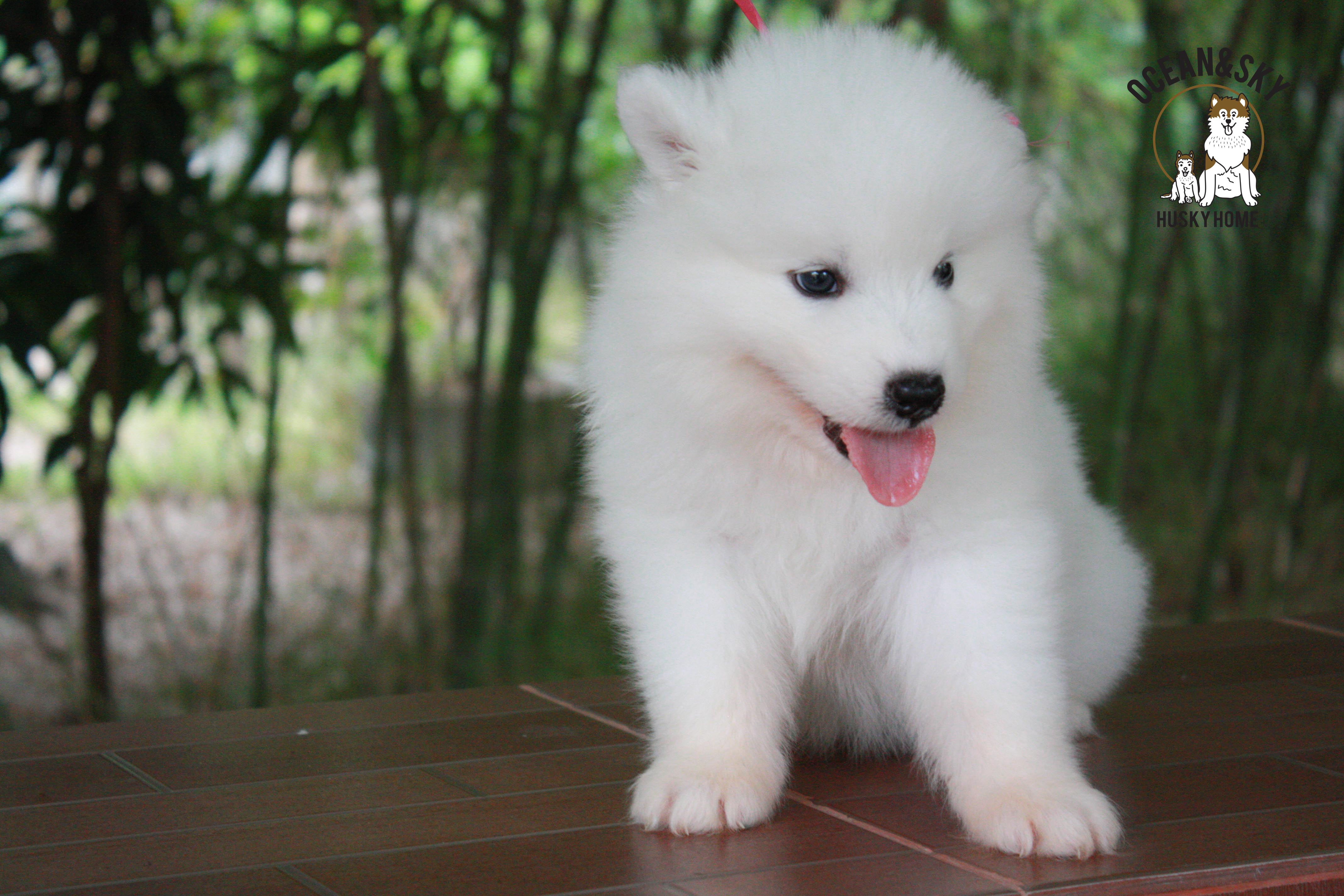 ซามอยด์ , samoyed , female