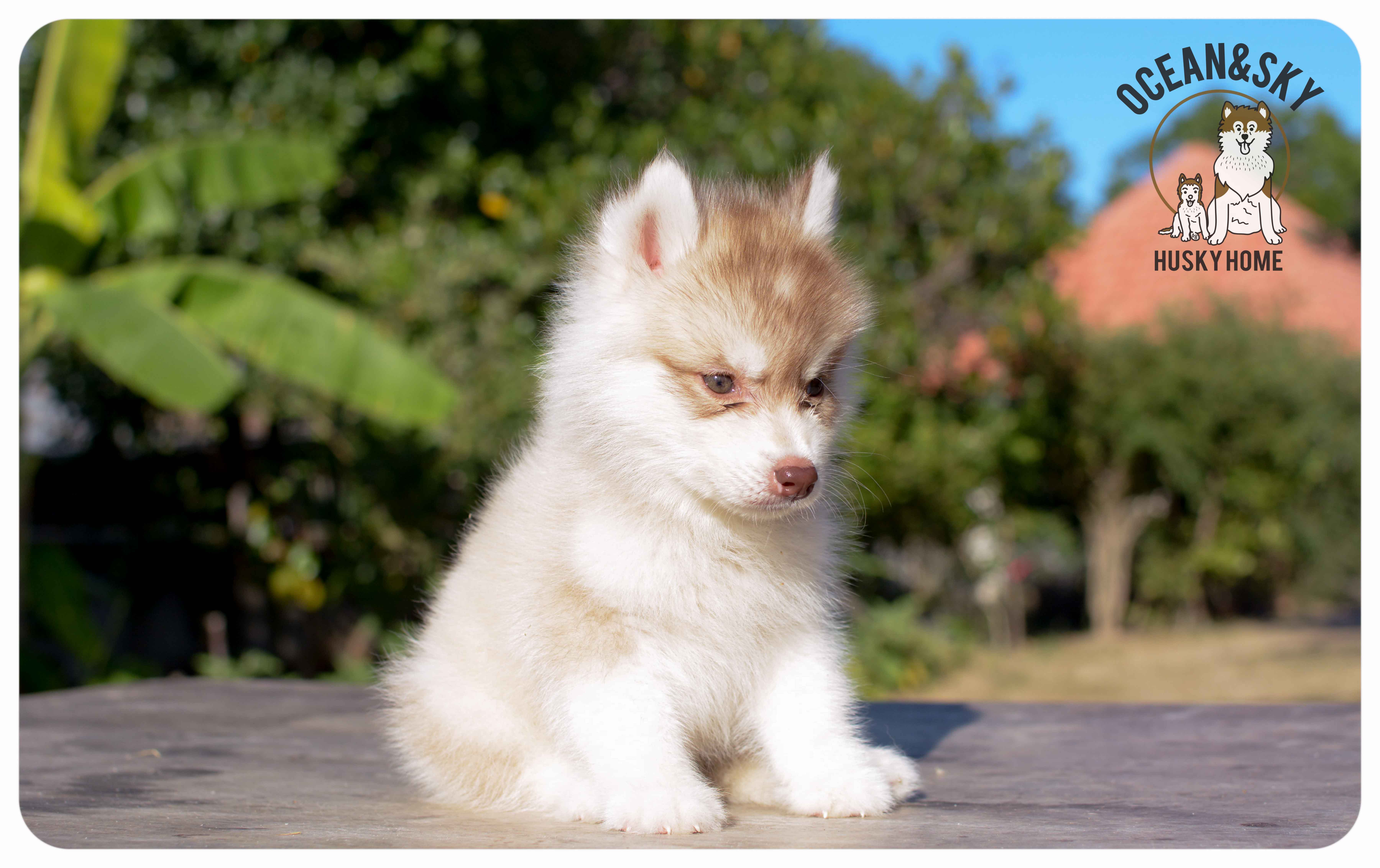 เปิดจองน้องๆไซบีเรียนขนฟู สีน่ารัก ผู้3ตัว เมีย3ตัว มันนี่ + แฮรี่