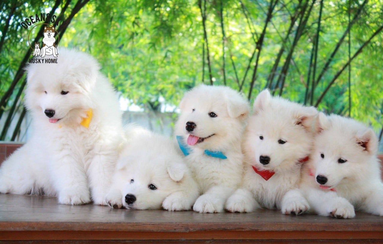 ซามอยด์ (Samoyed) ซามอยด์