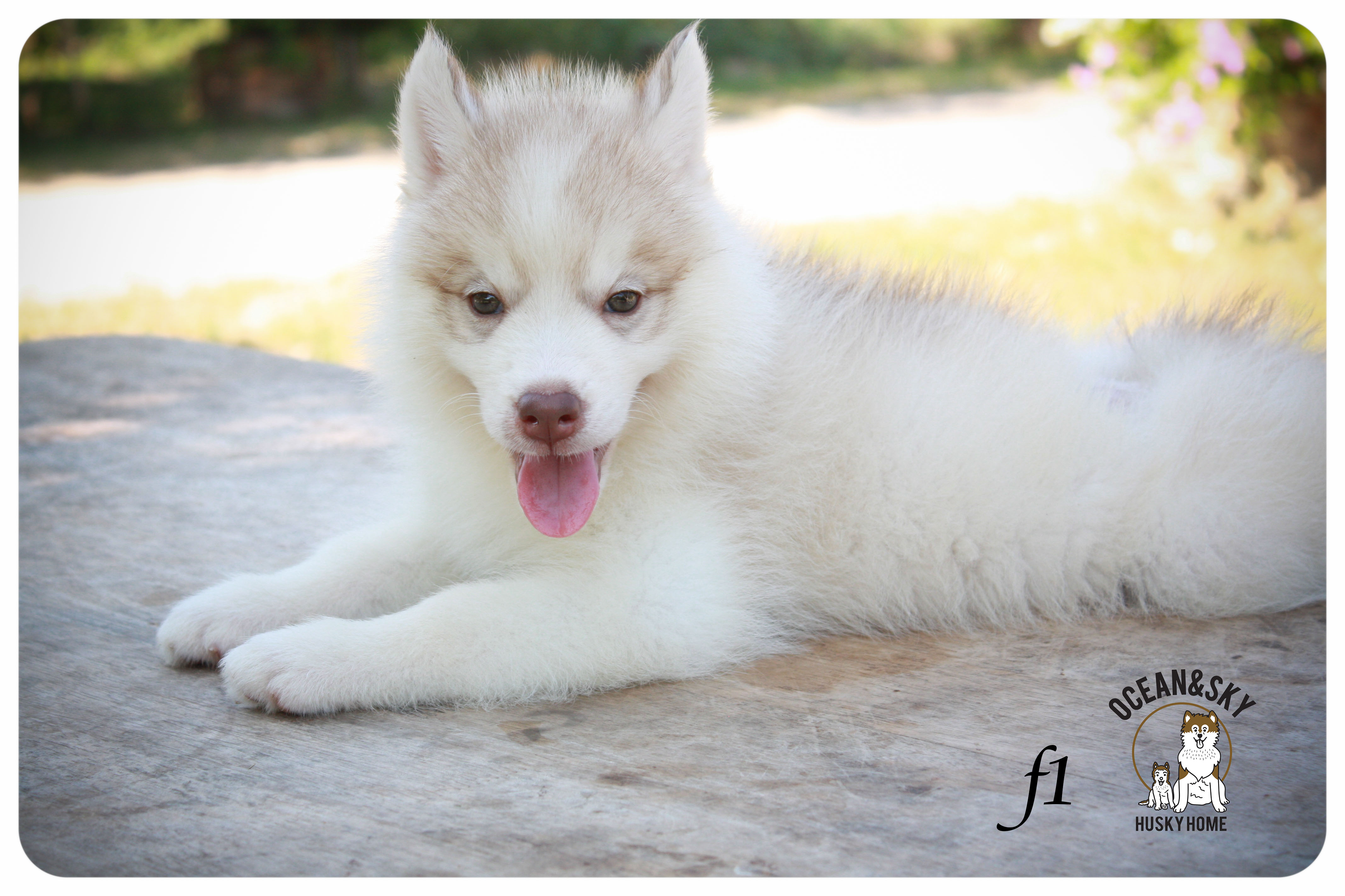 ลูกสุนัขไซบีเรียน โอเชี่ยน+สกาย