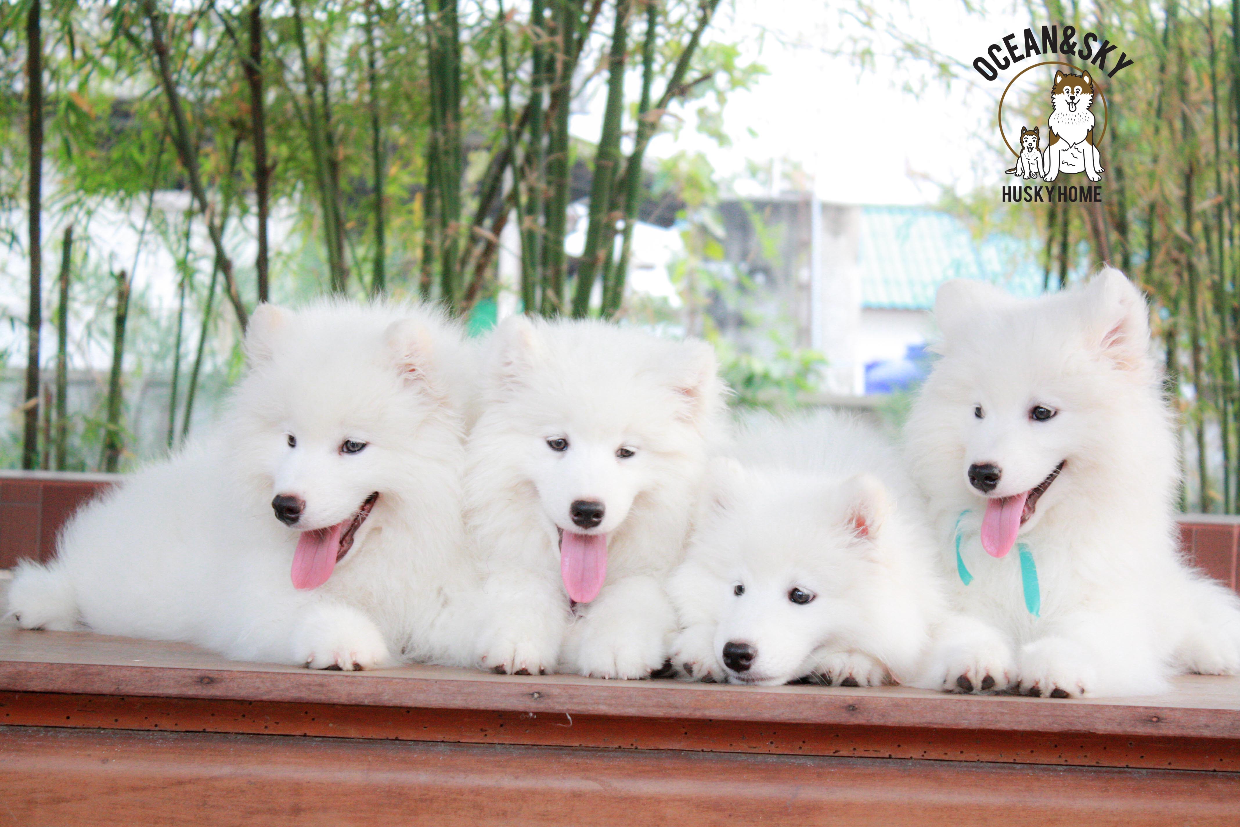 Samoyed , ซามอยด์ , ขายซามอยด์ , ขายSamoyed , ขายลูกสุนัขซามอยด์ ,ขายลูกสุนัขSamoyed