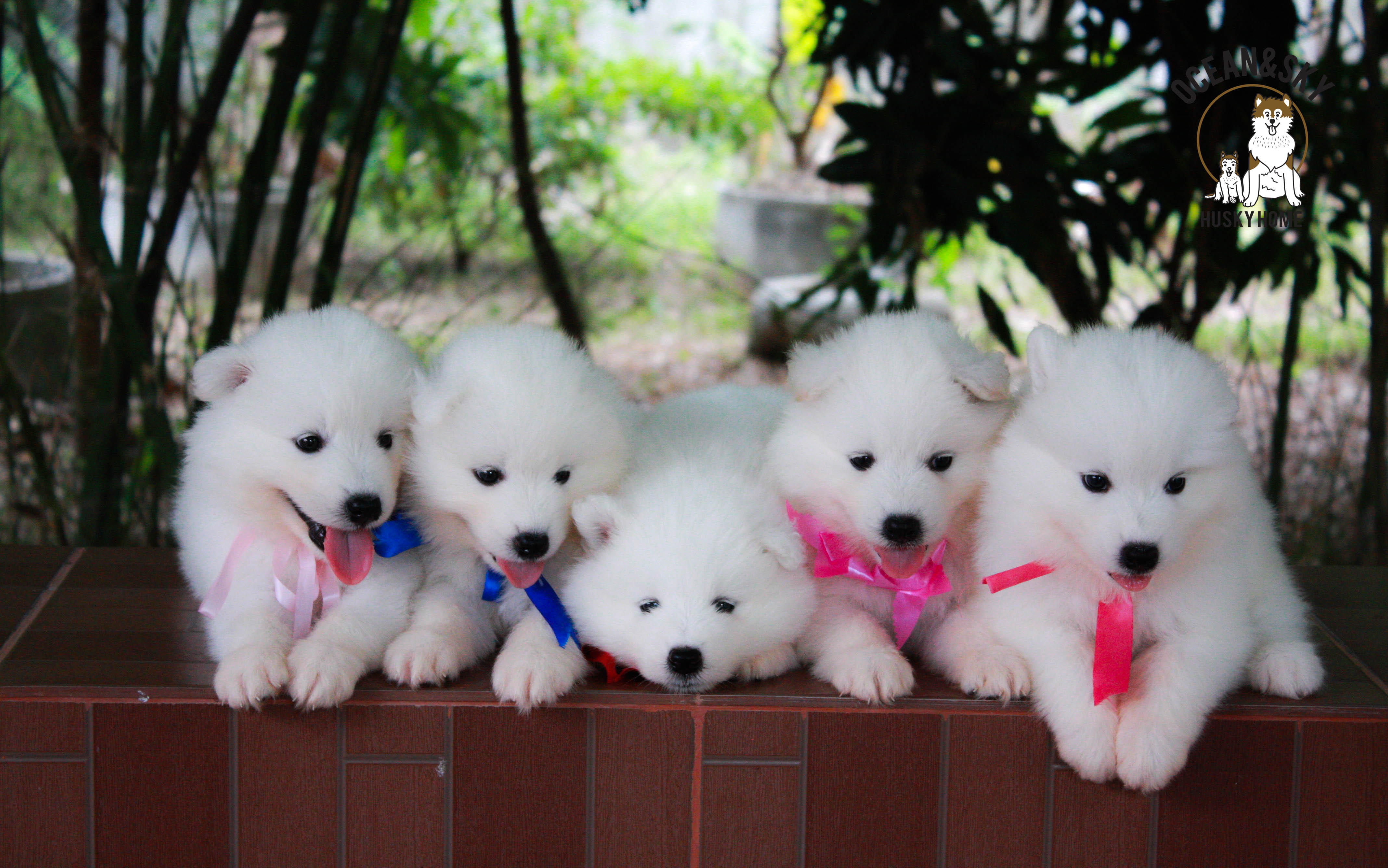 น้อง ซามอยด์ (Samoyed) อายุ 45 วันเปิดจองแล้วคาฟฟฟฟฟ 23/12/2561