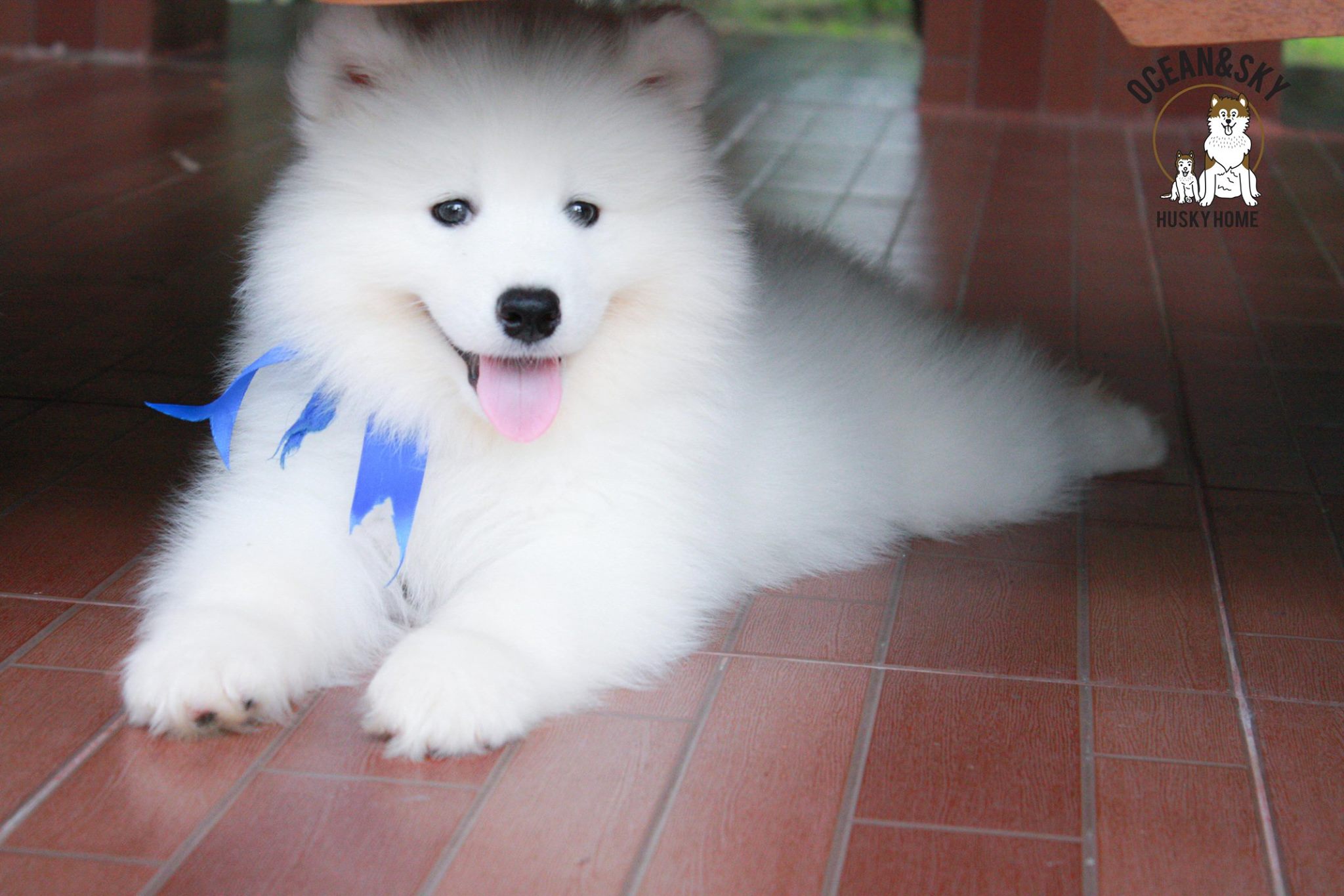 ซามอยด์ (Samoyed) ซามอยด์
