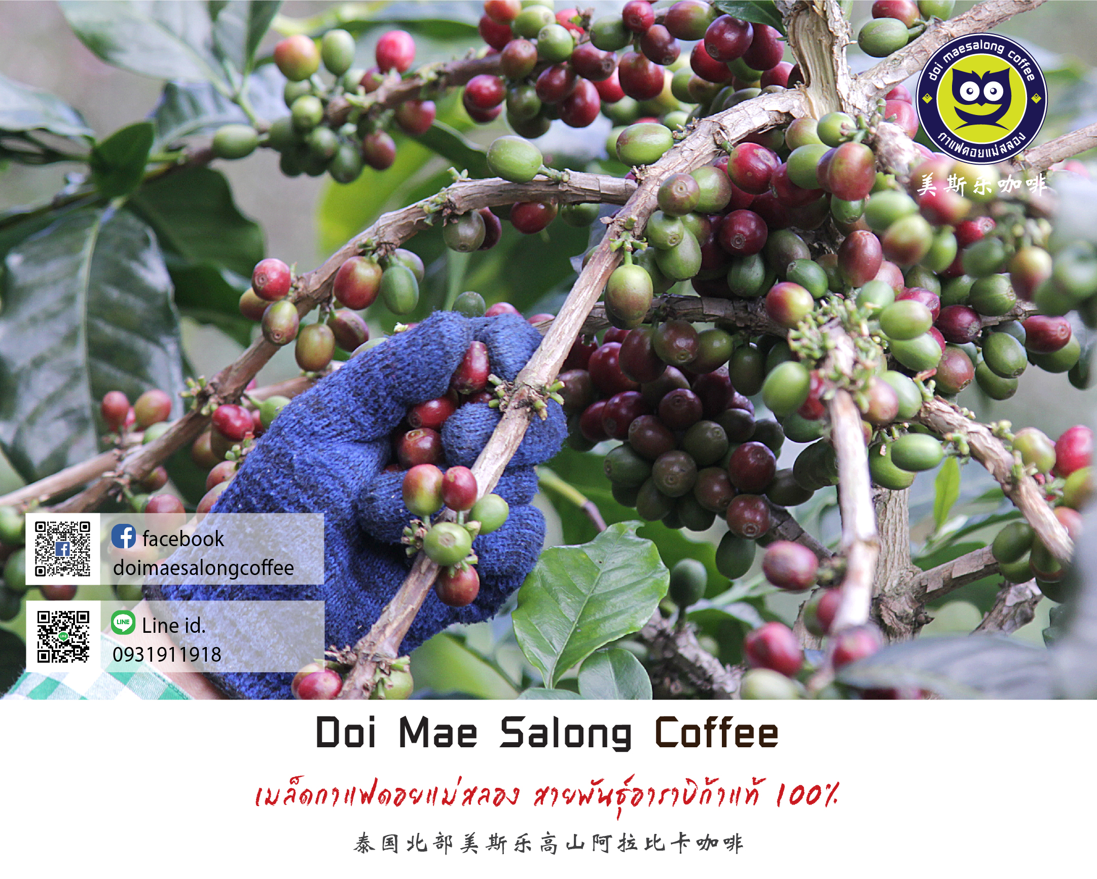 เมล็ดกาแฟคั่วกลางเข้ม เมล็ดกาแฟอาราบิก้า คุณภาพเกรดA