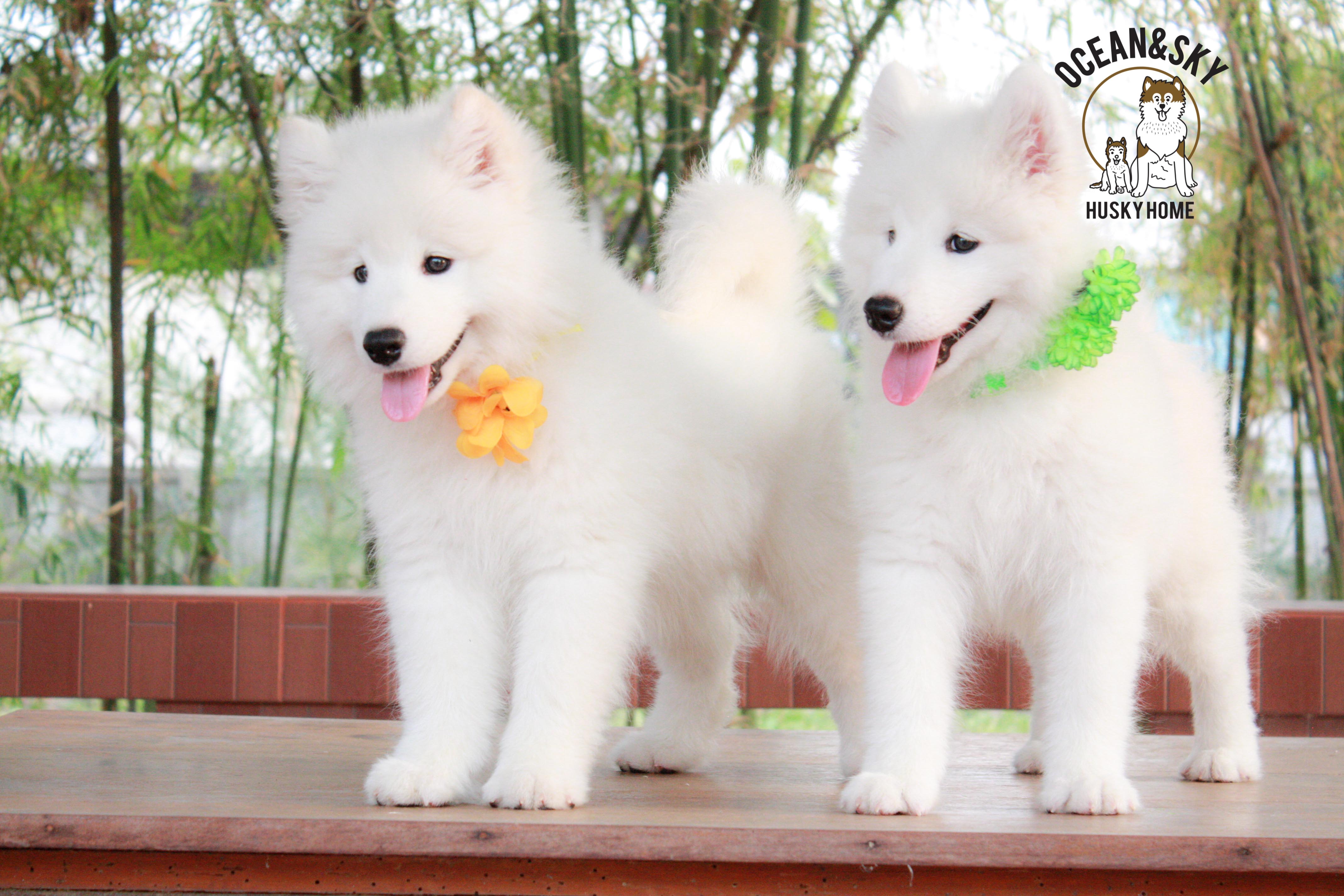 Samoyed , ซามอยด์ , ขายซามอยด์ , ขายSamoyed , ขายลูกสุนัขซามอยด์ ,ขายลูกสุนัขSamoyed