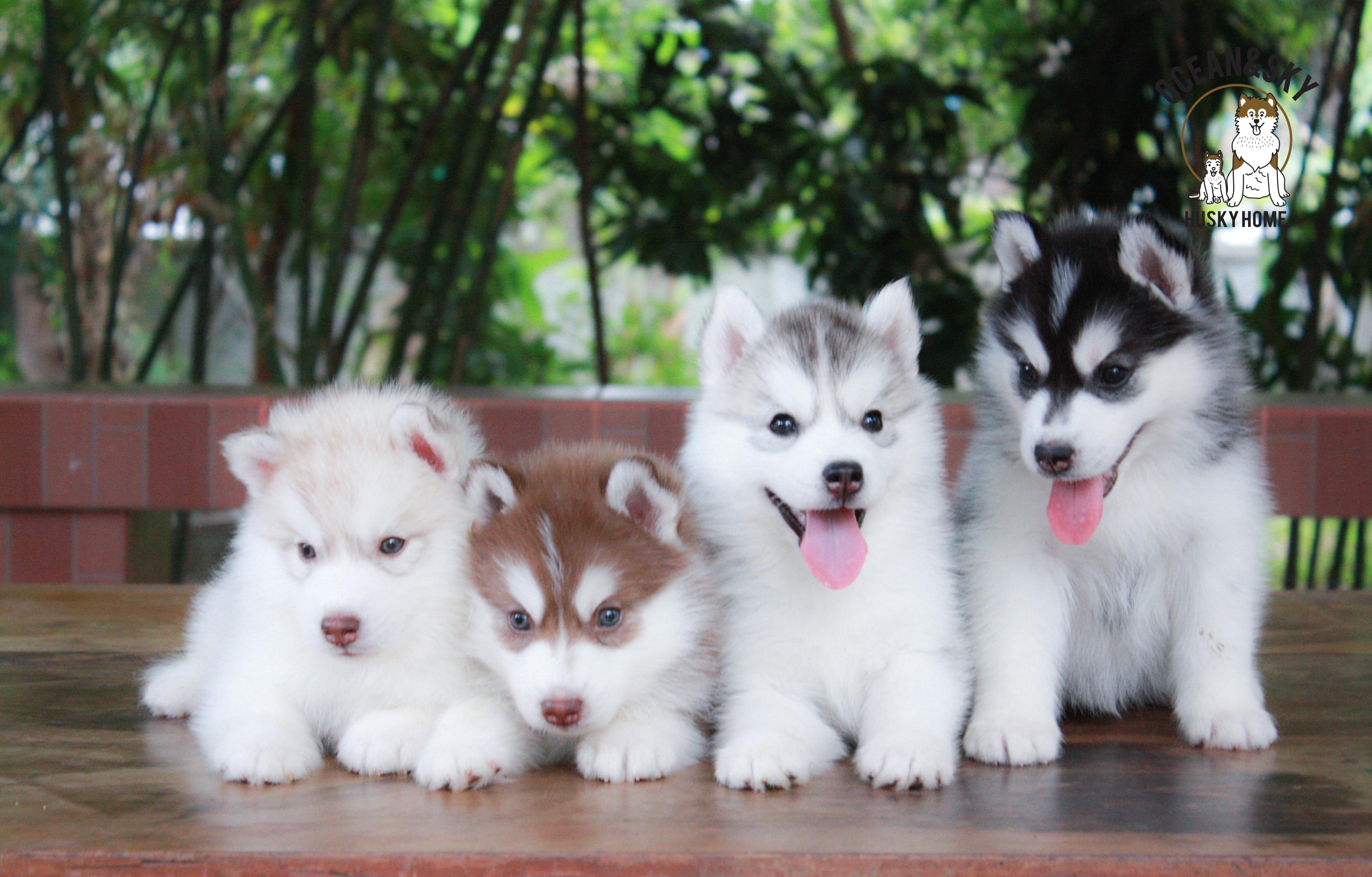 ไซบีเรียนขนฟู ราคาน่ารัก