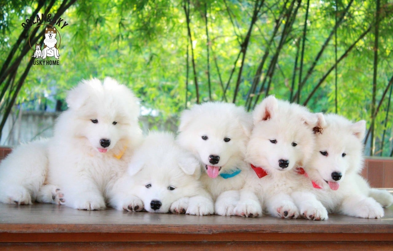 ซามอยด์ (Samoyed) ซามอยด์