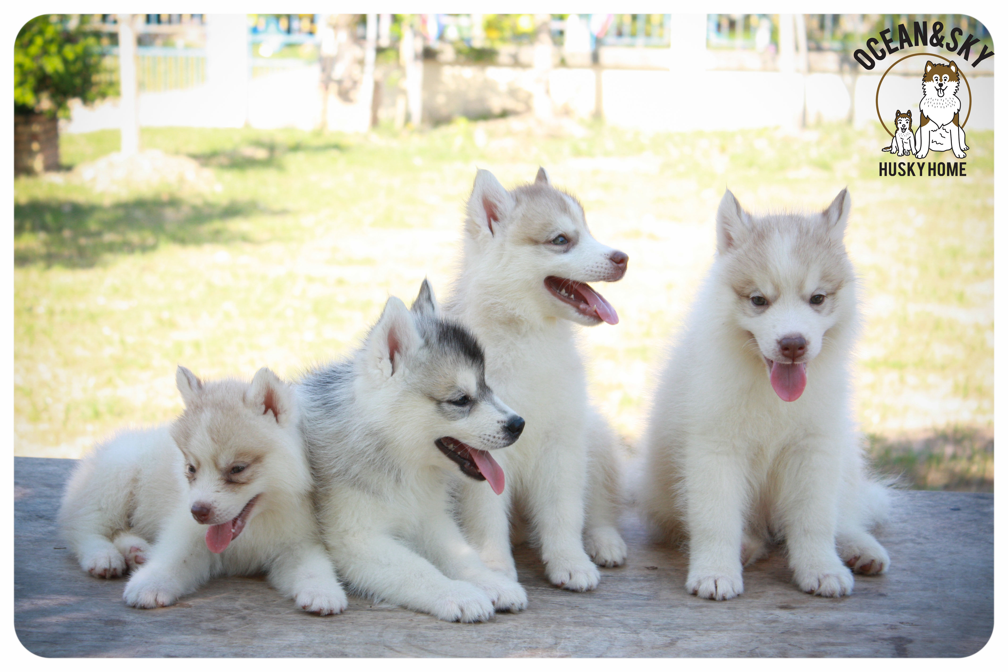 ลูกสุนัขไซบีเรียน โอเชี่ยน+สกาย