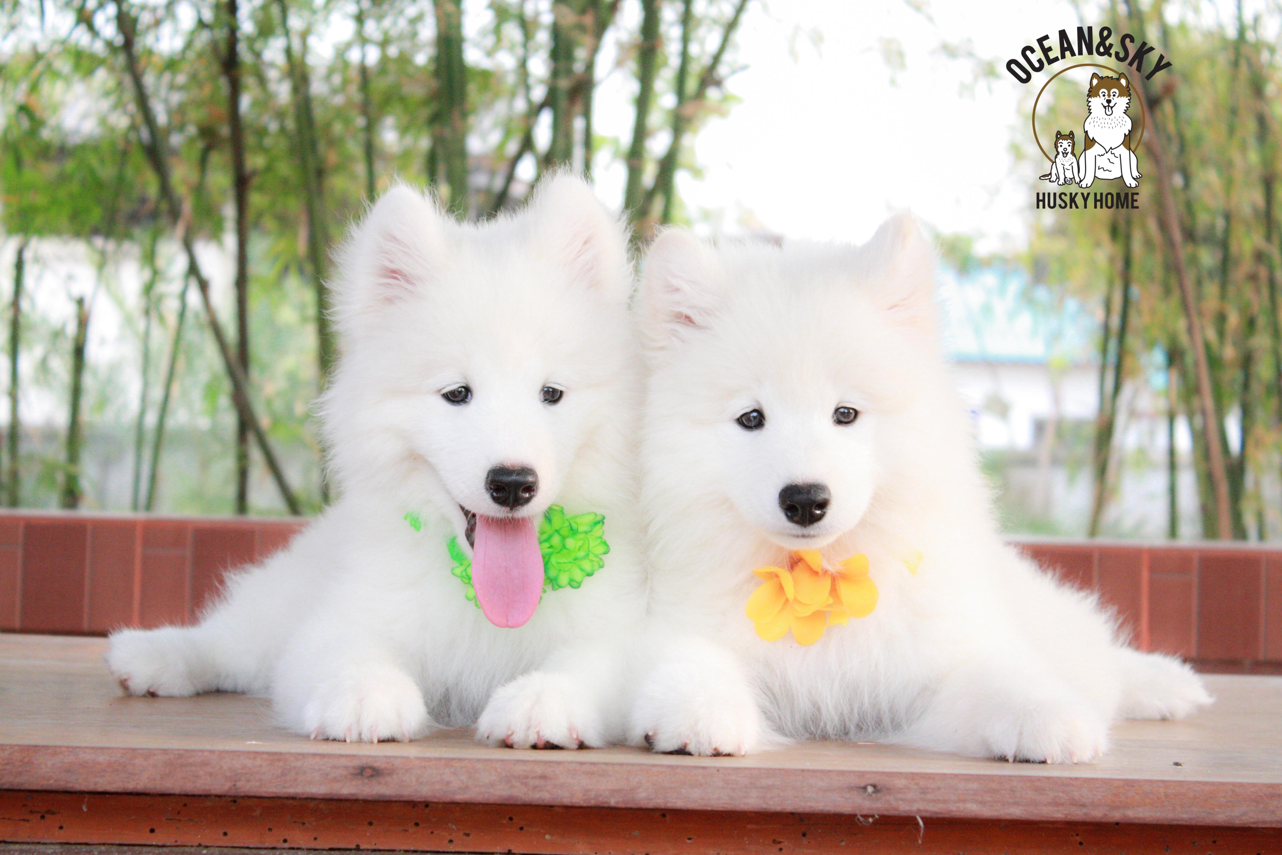 Samoyed , ซามอยด์ , ขายซามอยด์ , ขายSamoyed , ขายลูกสุนัขซามอยด์ ,ขายลูกสุนัขSamoyed
