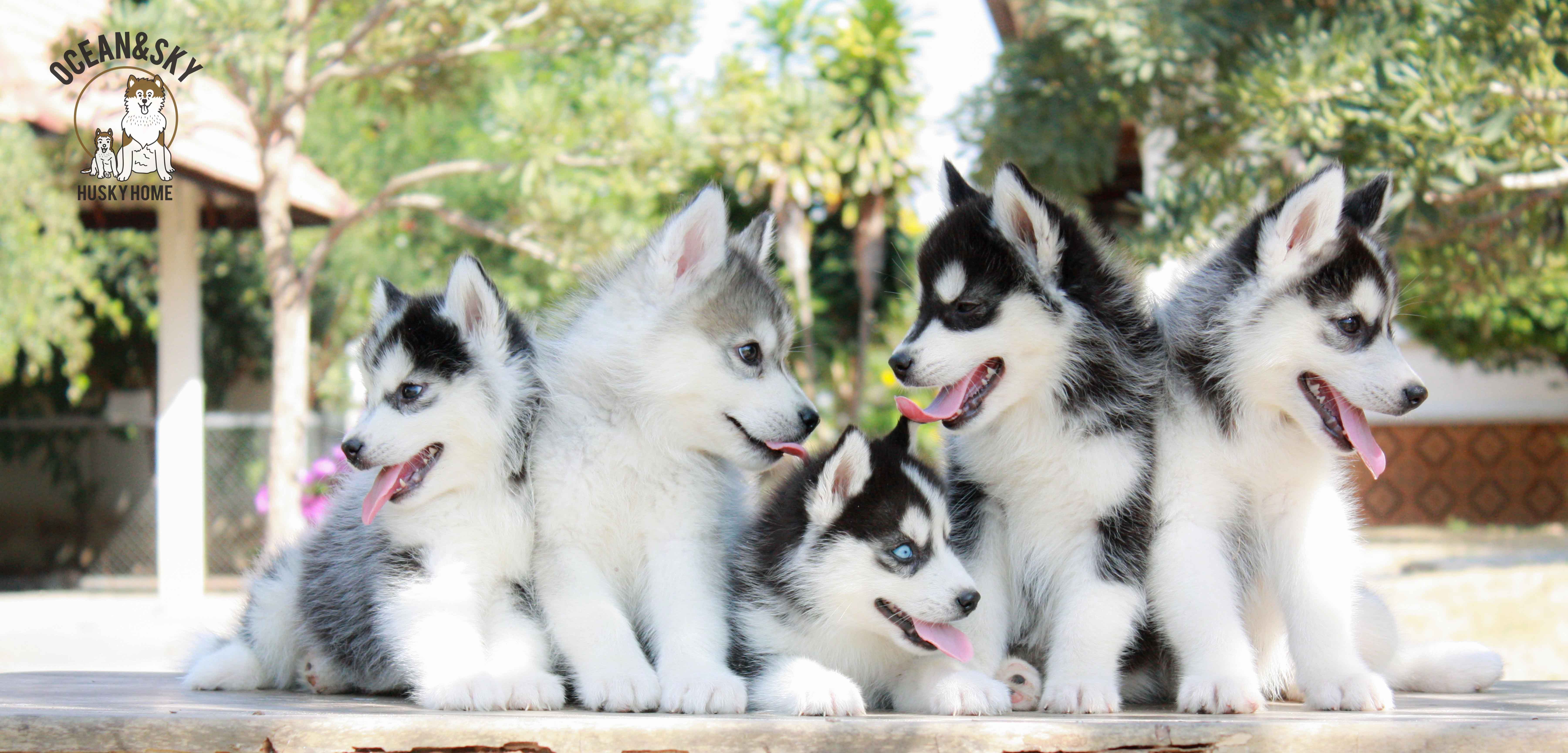 ขายสุนัขพันธุ์ ไซบีเรียน ฮัสกี้ ฟาร์มไซบีเรียน บลูโต้+เนปจูน