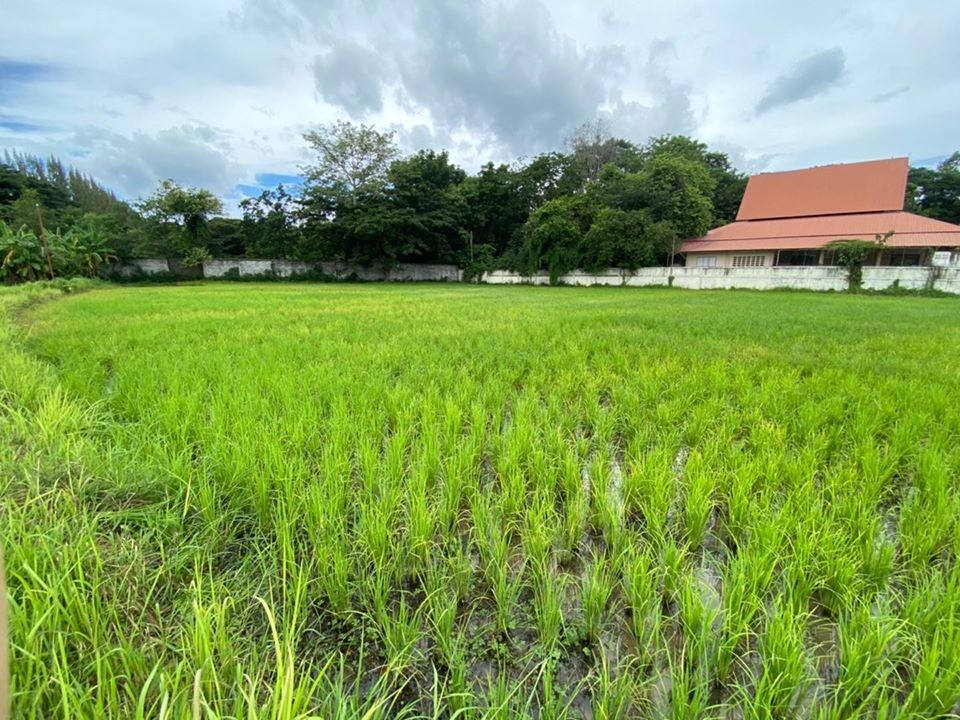 ขายที่ดินอำเภอปากช่อง (รหัสทรัพย์ 202088) ต.ขนงพระ อ.ปากช่อง จ.นครราชสีมา ขนาด 2 ไร่ 1 งาน 84 ตรว.ทะลุไปโรงแรมโบนันซ่าได้