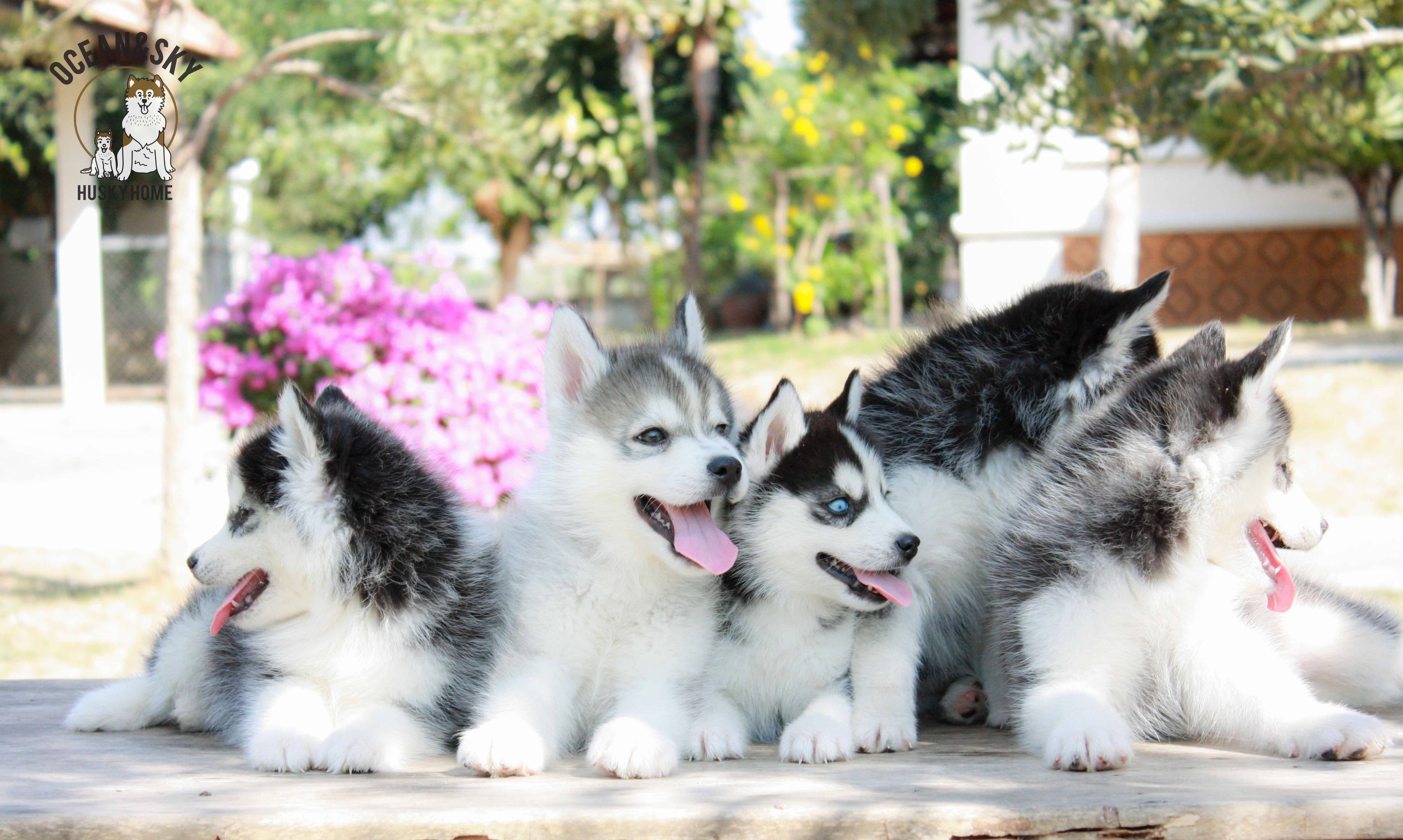 ขายสุนัขพันธุ์ ไซบีเรียน ฮัสกี้ ฟาร์มไซบีเรียน บลูโต้+เนปจูน