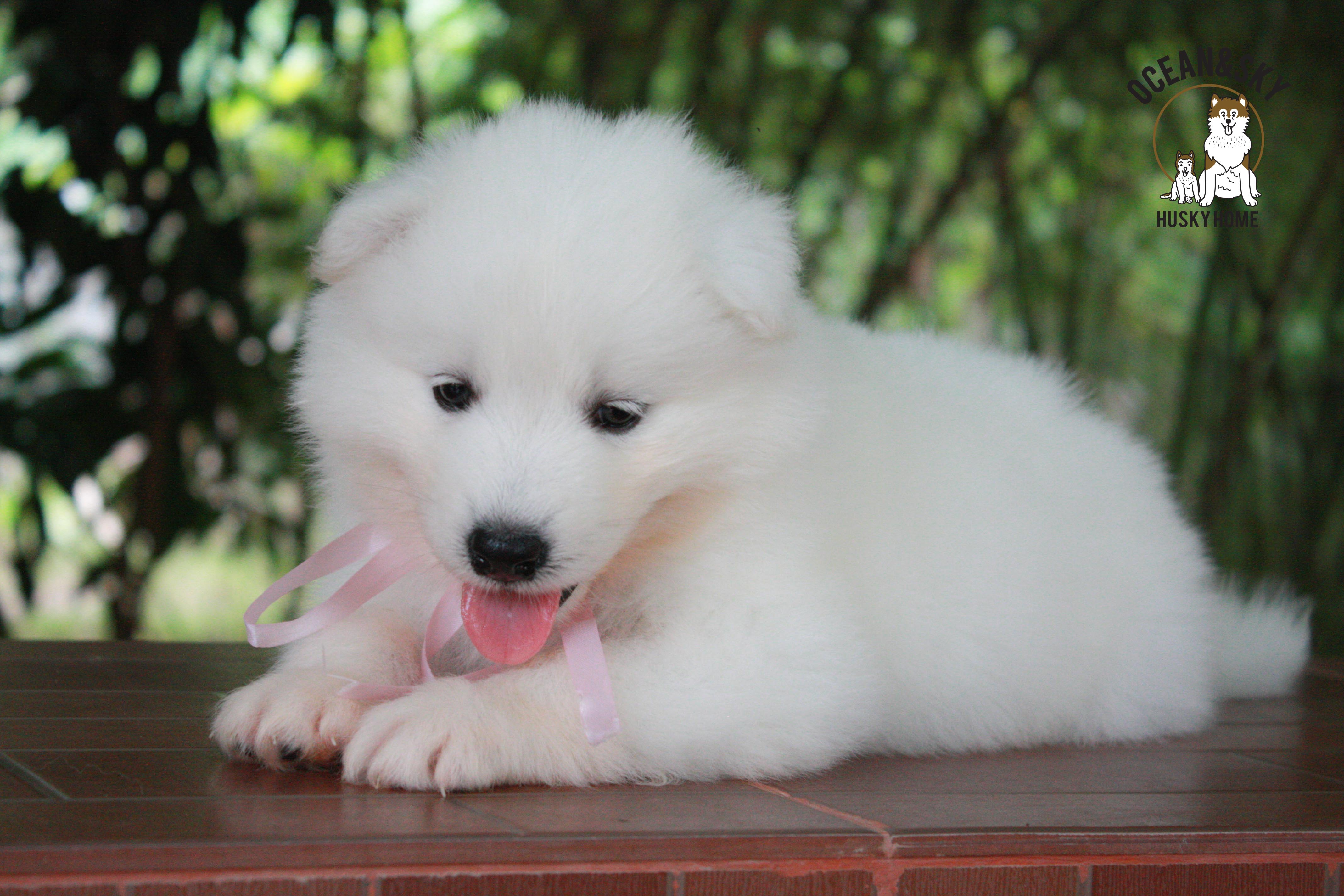ซามอยด์ , samoyed , female