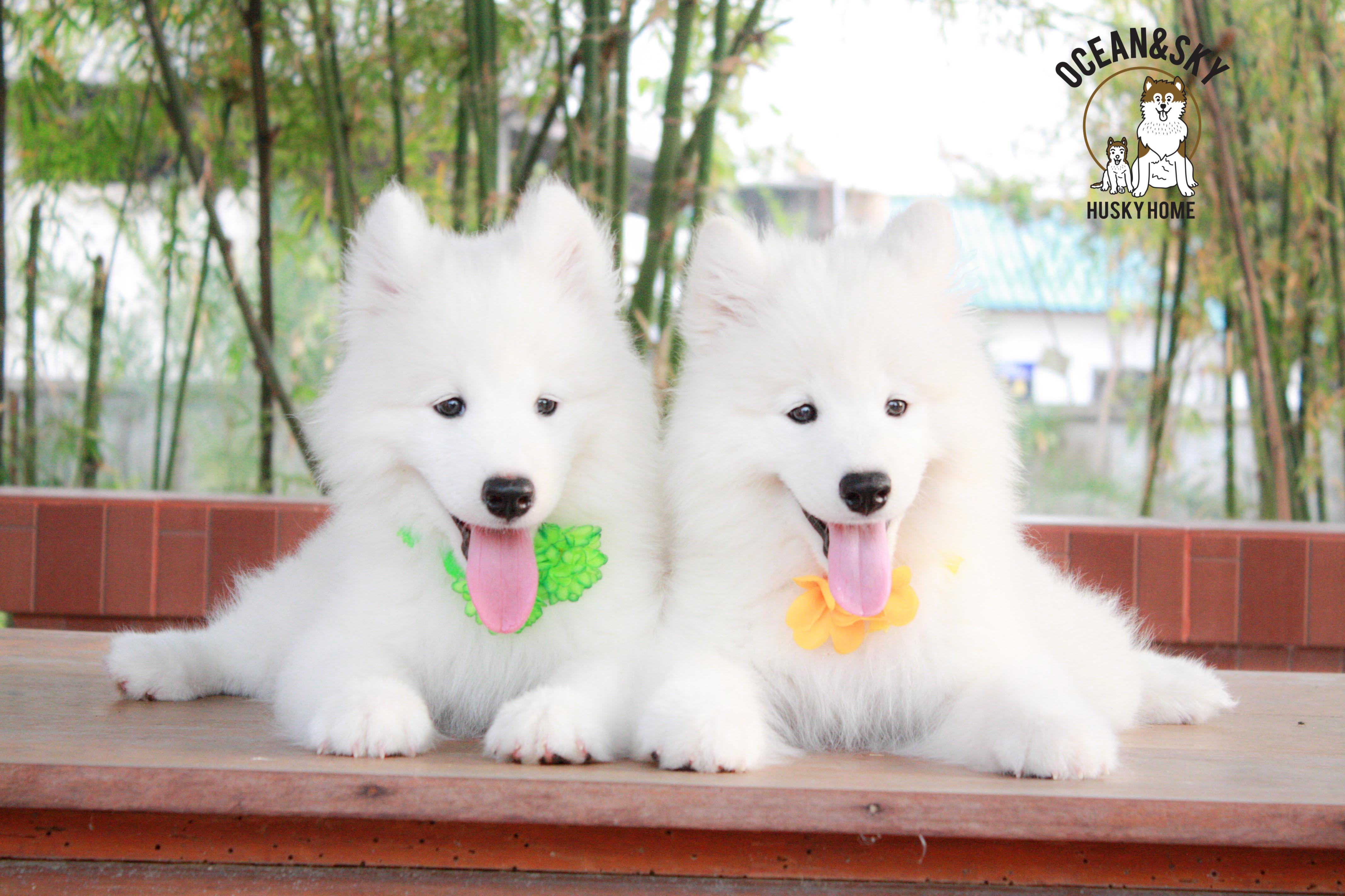 Samoyed , ซามอยด์ , ขายซามอยด์ , ขายSamoyed , ขายลูกสุนัขซามอยด์ ,ขายลูกสุนัขSamoyed