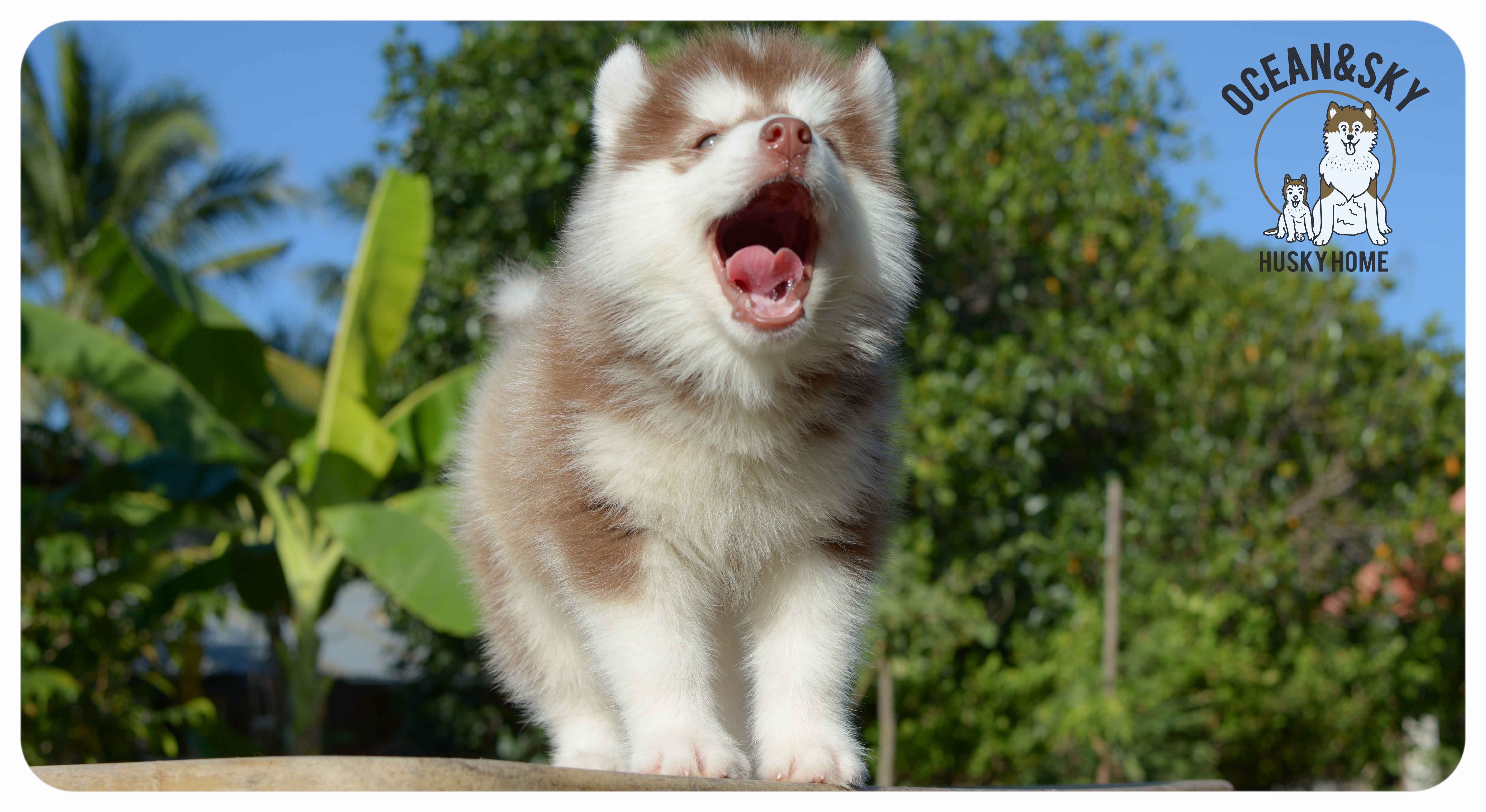 เปิดจองน้องๆไซบีเรียนขนฟู สีน่ารัก ผู้3ตัว เมีย3ตัว มันนี่ + แฮรี่