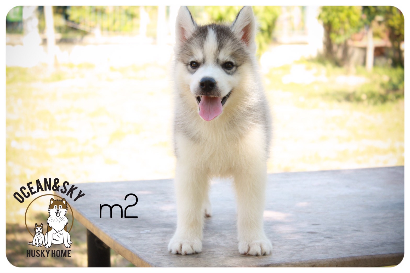 ลูกสุนัข ไซบีเรียน โอเชี่ยน + เนปจูน