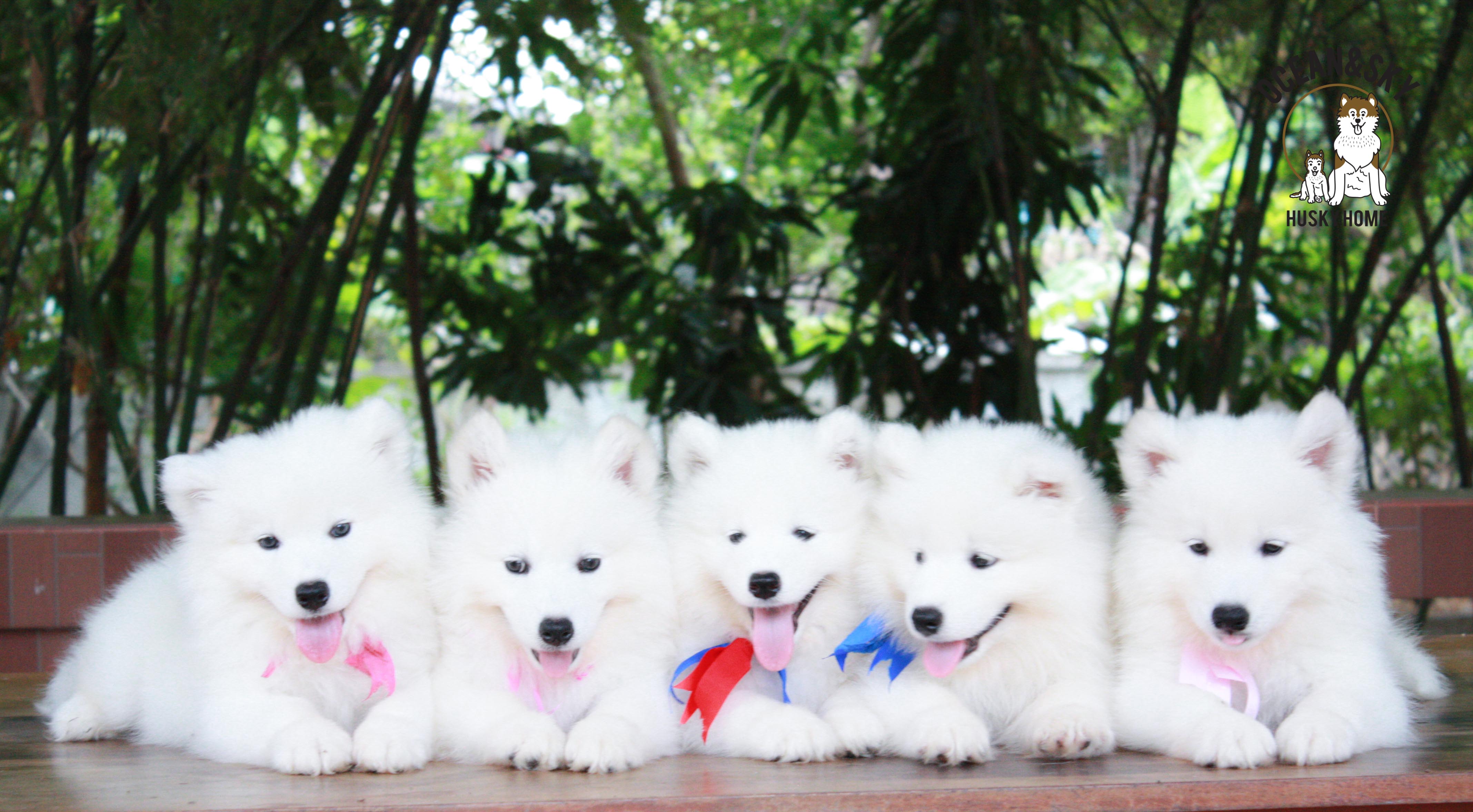 ลูกสุนัข ซามอยด์ Samoyed