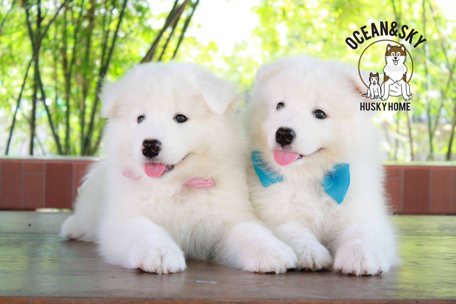 ซามอยด์ (Samoyed) ซามอยด์