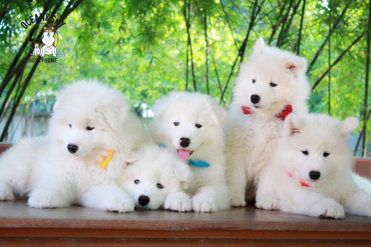 ซามอยด์ (Samoyed) ซามอยด์