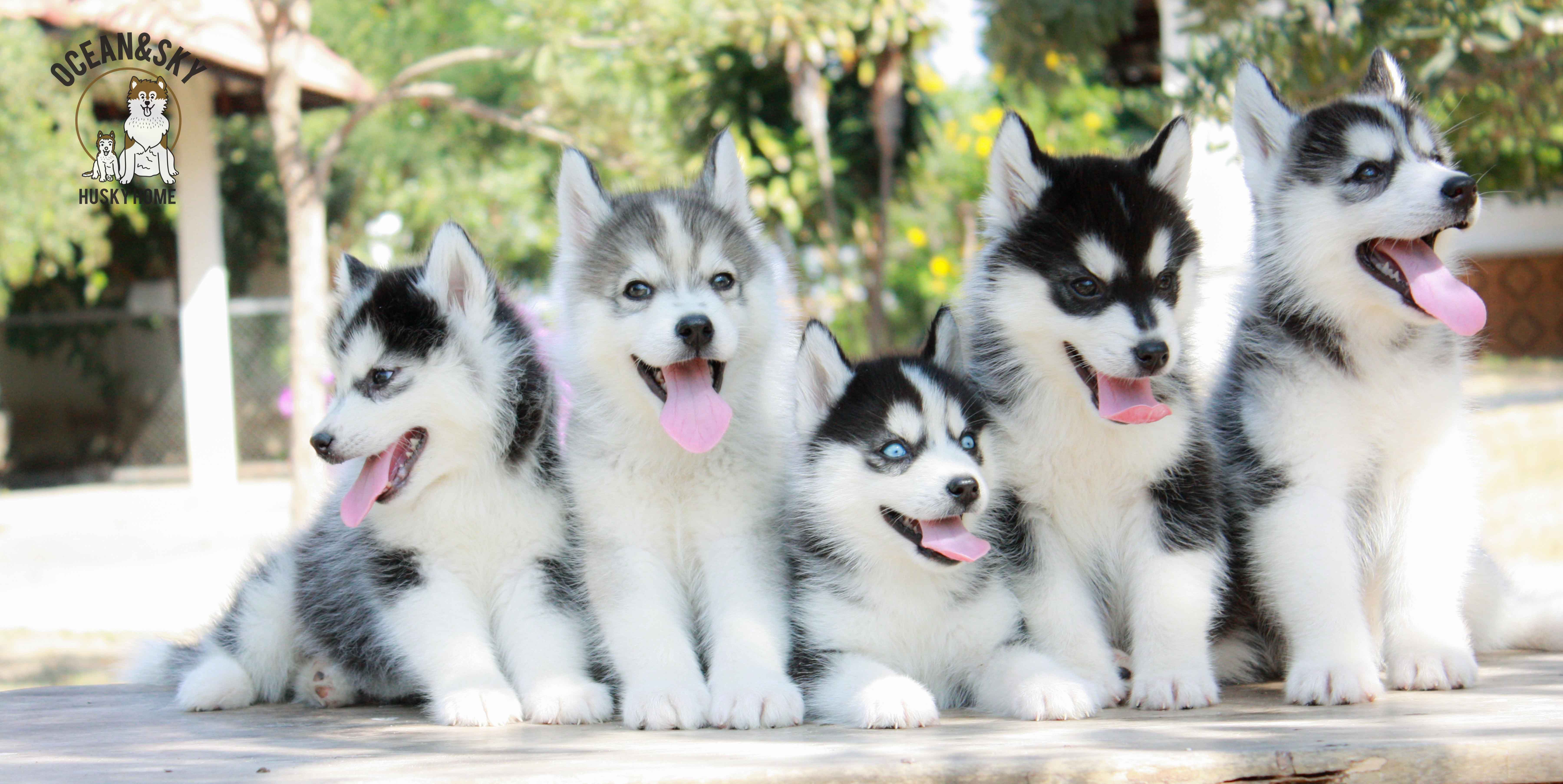 ขายสุนัขพันธุ์ ไซบีเรียน ฮัสกี้ ฟาร์มไซบีเรียน บลูโต้+เนปจูน