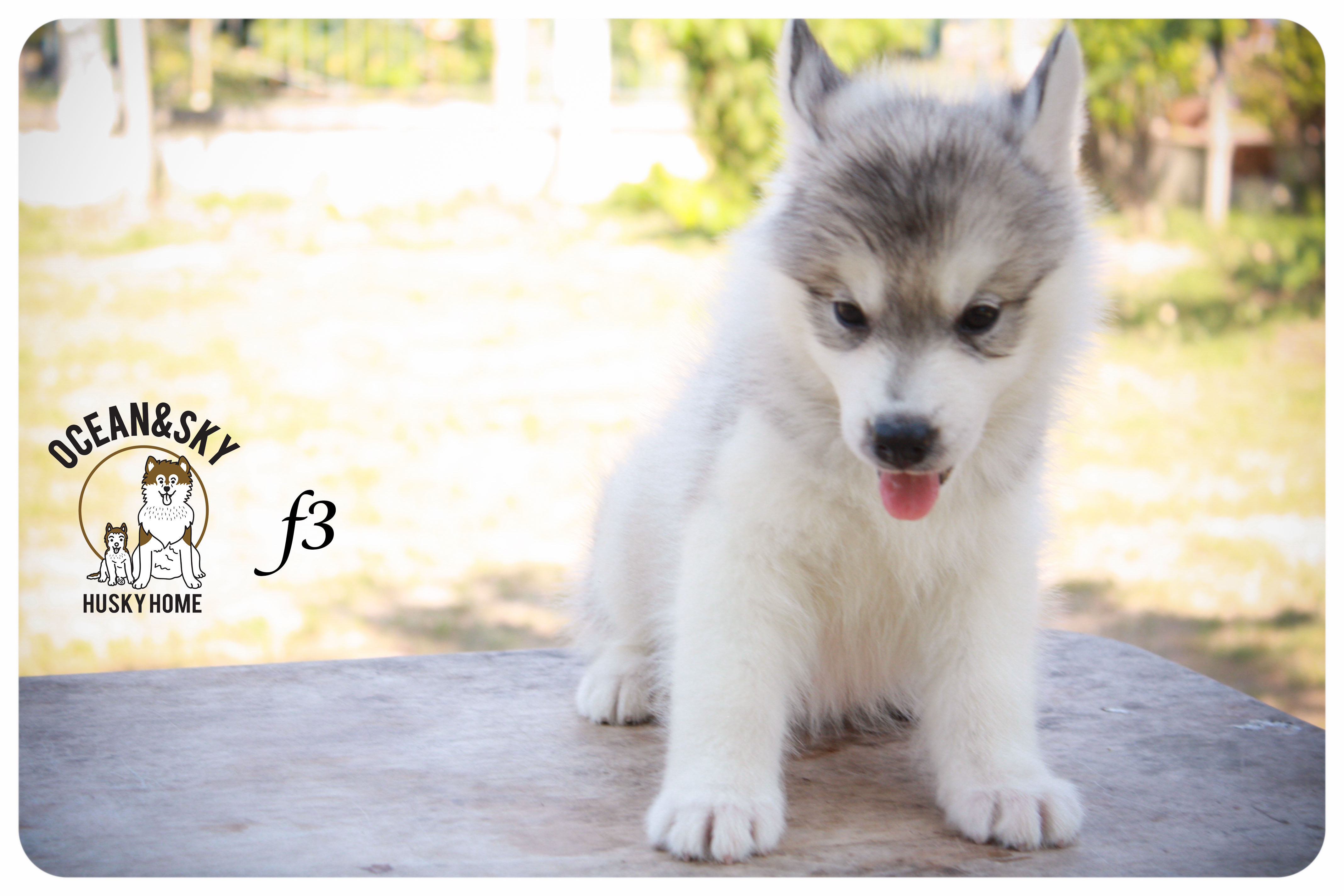 ลูกสุนัขไซบีเรียน โอเชี่ยน+สกาย