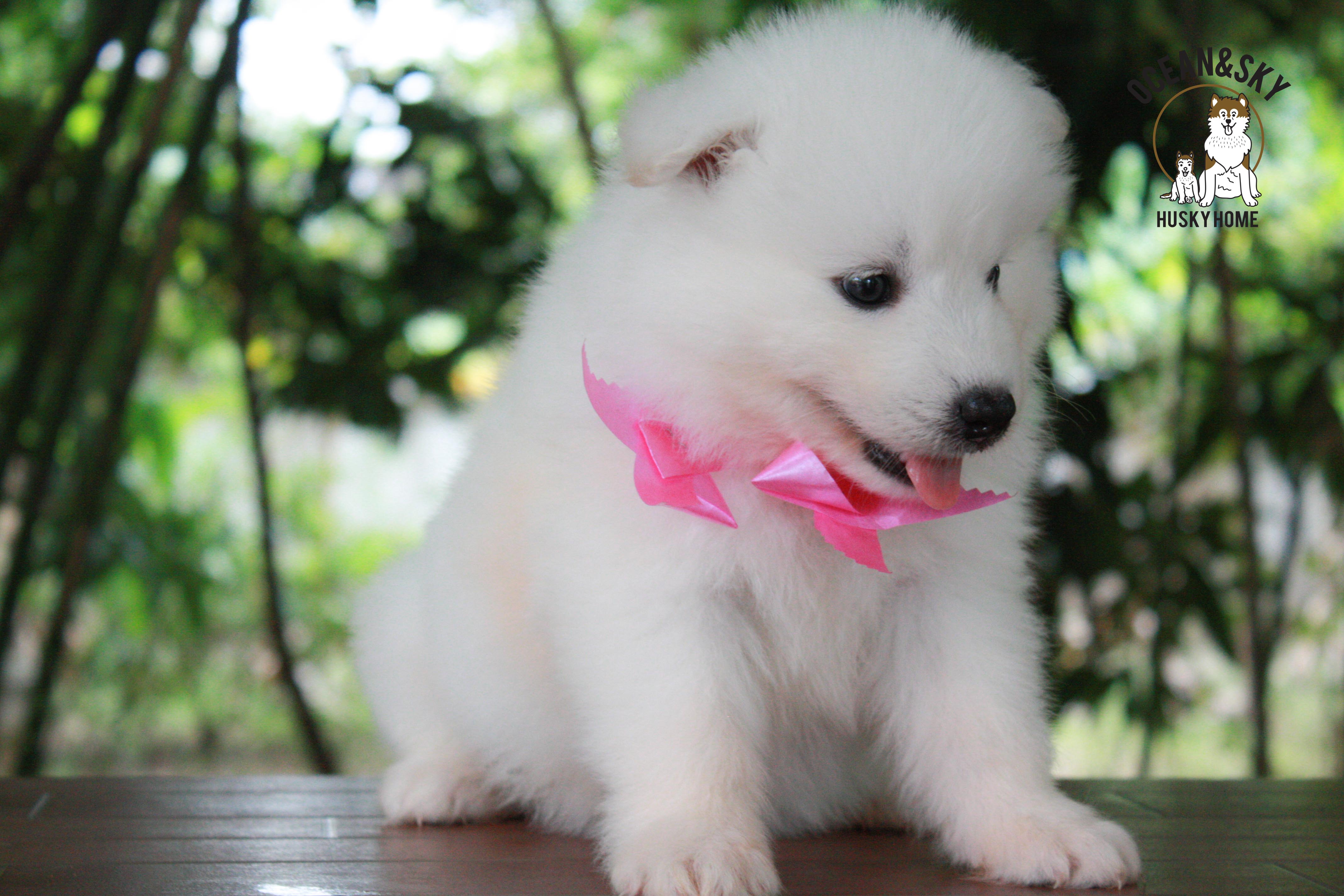 ซามอยด์ , samoyed , female