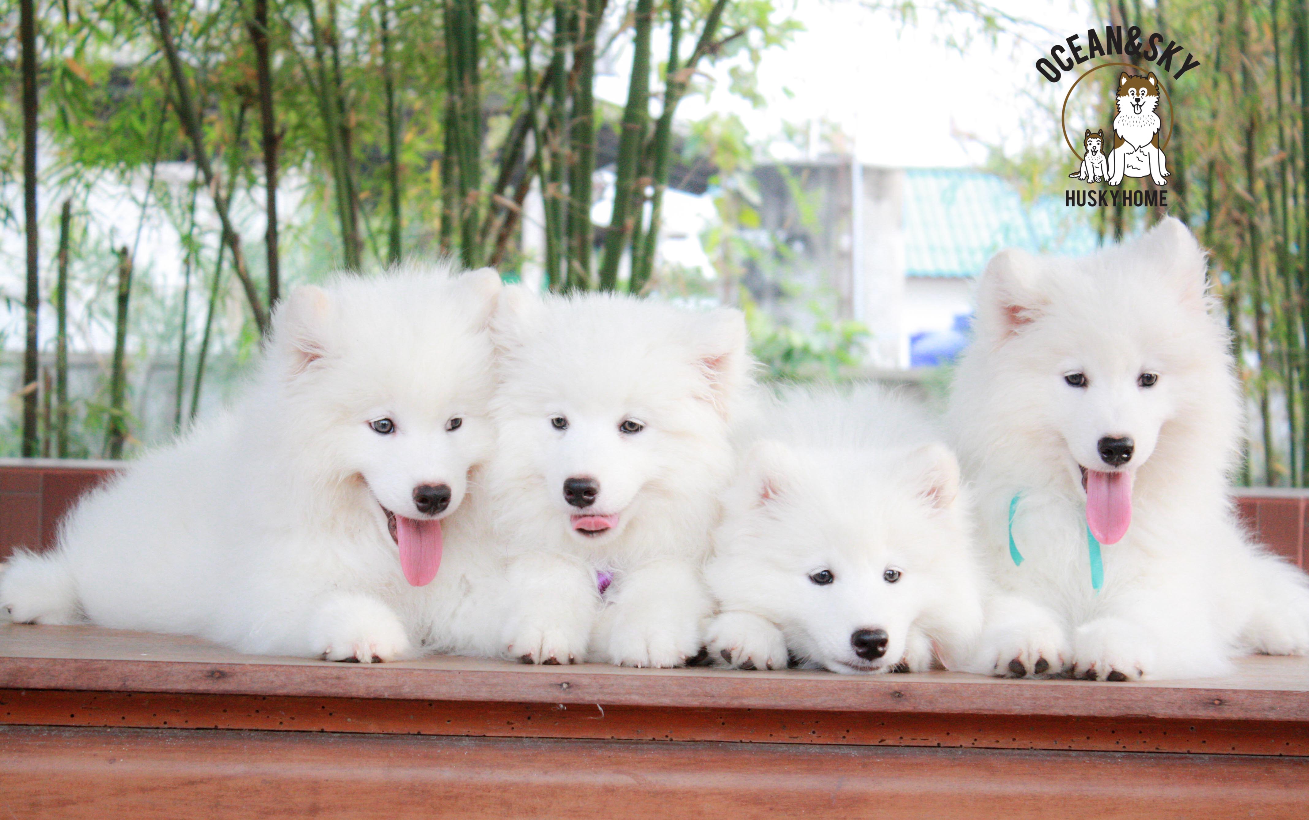Samoyed , ซามอยด์ , ขายซามอยด์ , ขายSamoyed , ขายลูกสุนัขซามอยด์ ,ขายลูกสุนัขSamoyed