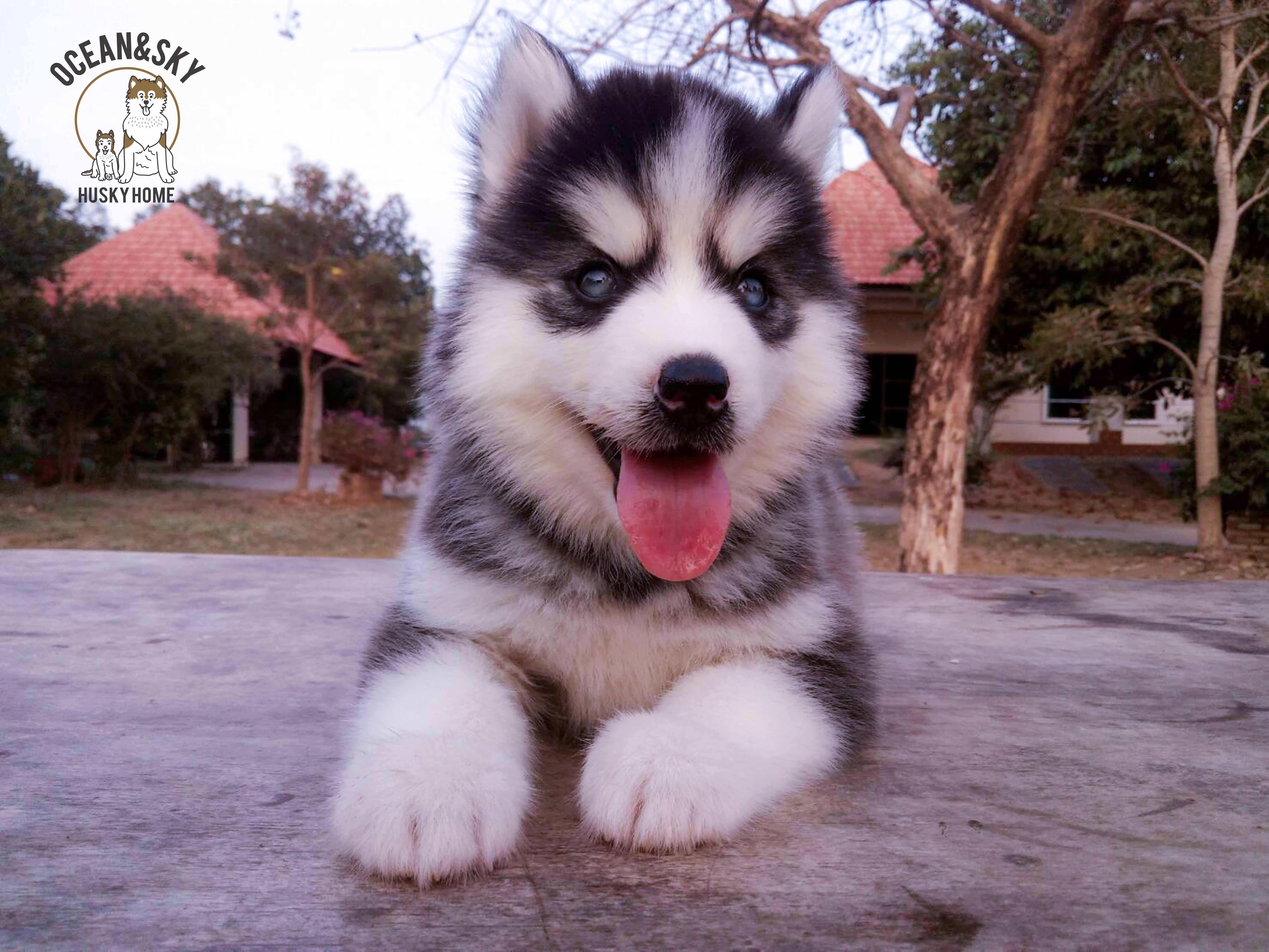 ลูกสุนัข สายฟ้า + ลักกี้