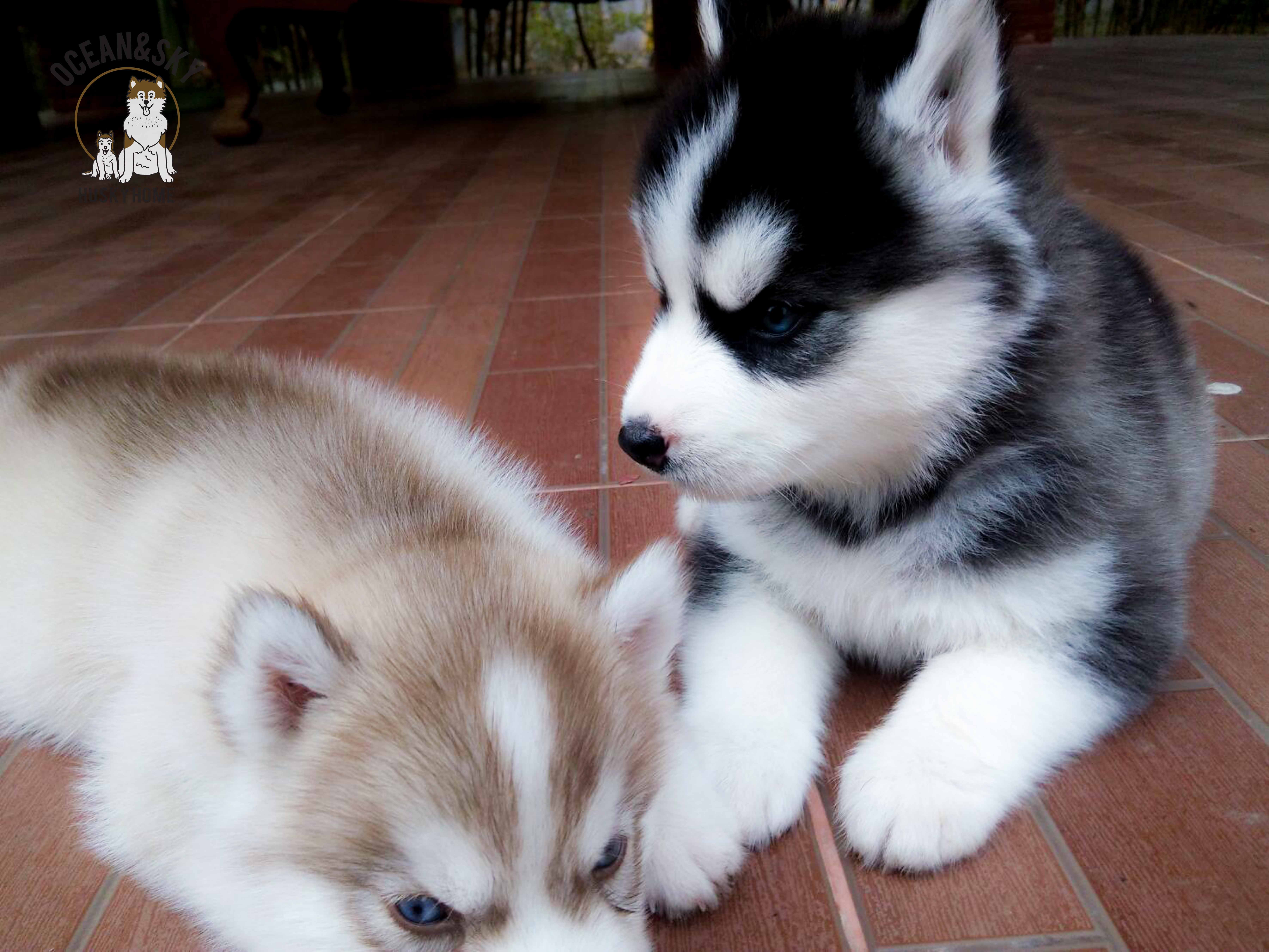 ลูกสุนัข สายฟ้า + ลักกี้