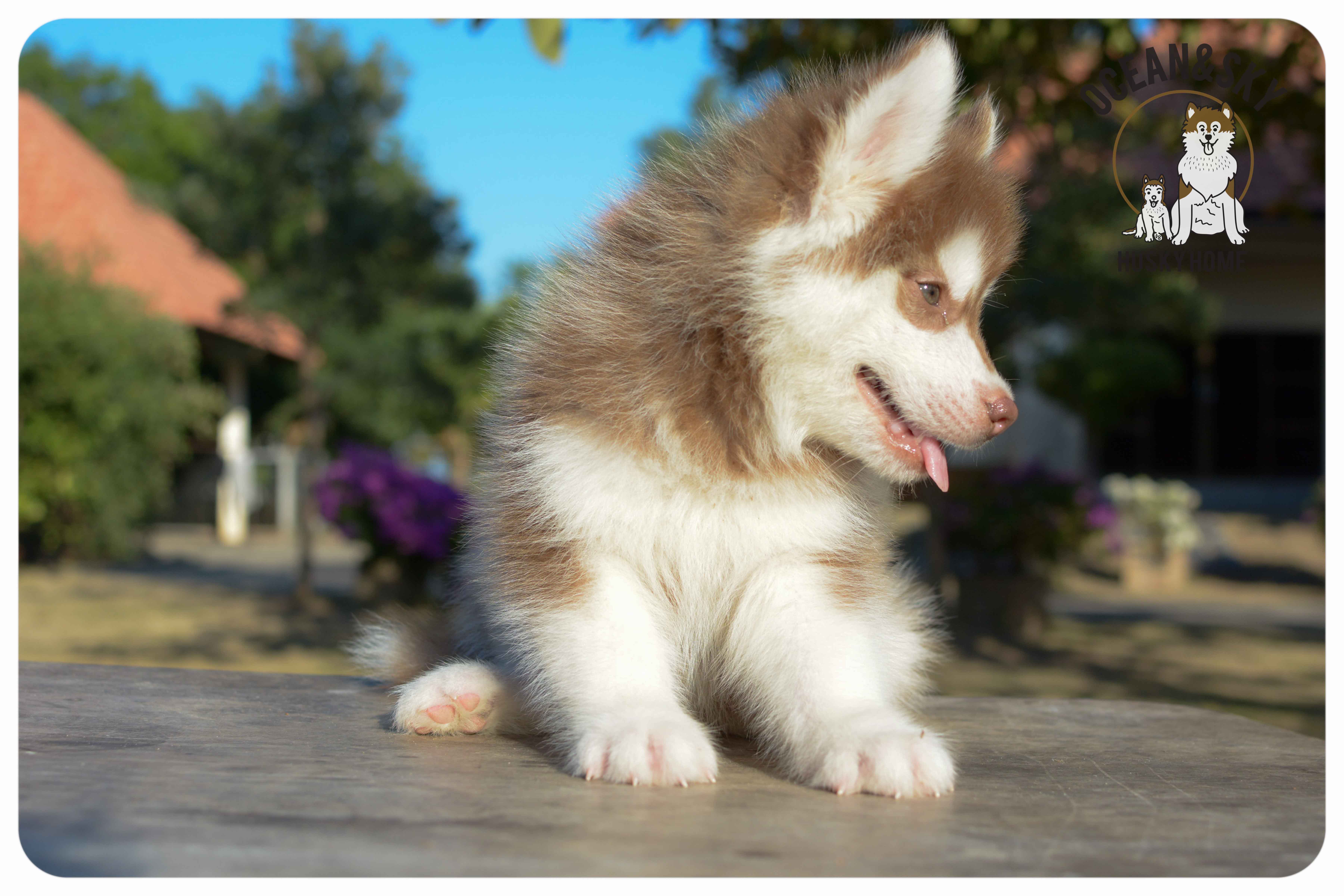 เปิดจองน้องๆไซบีเรียนขนฟู สีน่ารัก ผู้3ตัว เมีย3ตัว มันนี่ + แฮรี่