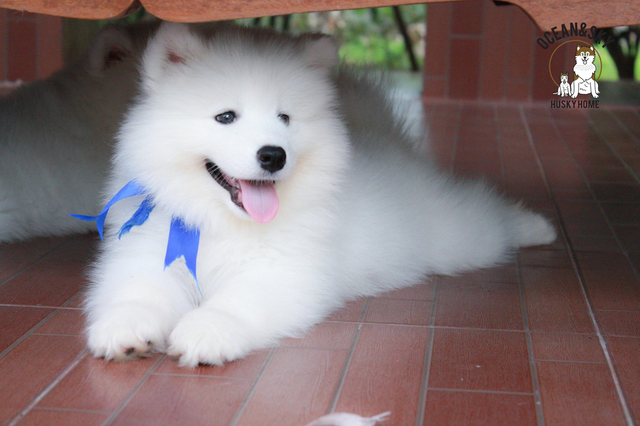 ซามอยด์ (Samoyed) ซามอยด์