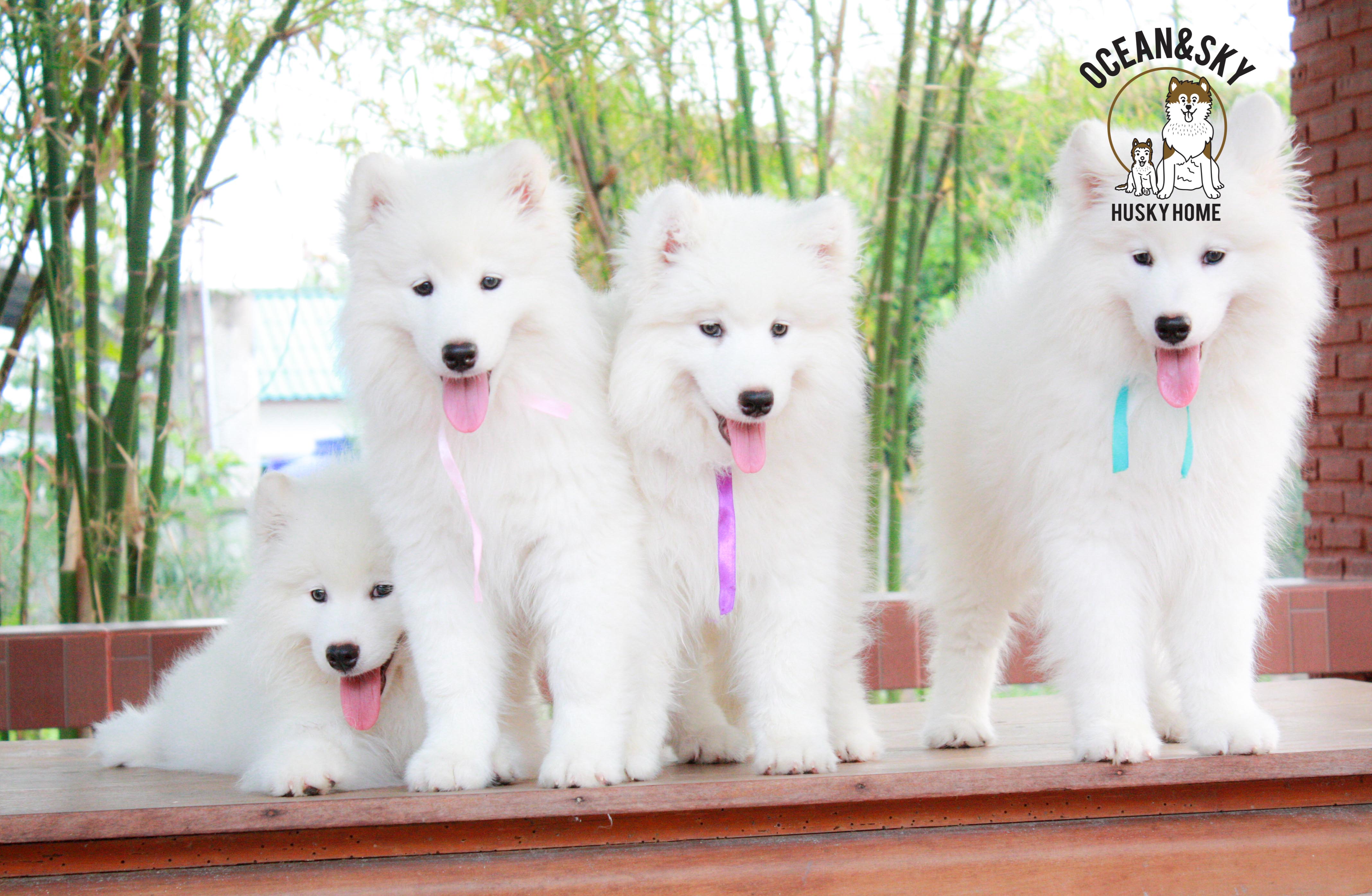 Samoyed , ซามอยด์ , ขายซามอยด์ , ขายSamoyed , ขายลูกสุนัขซามอยด์ ,ขายลูกสุนัขSamoyed