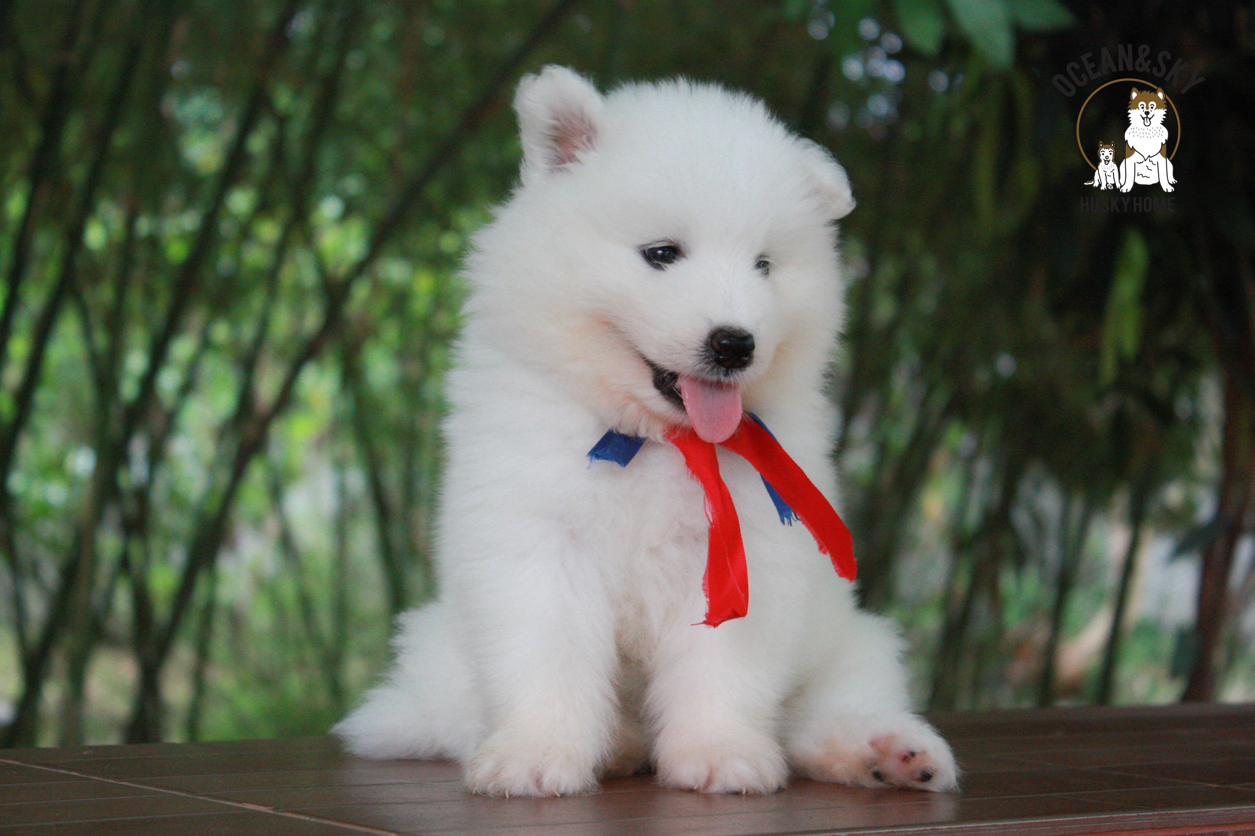 ซามอยด์ samoyed female