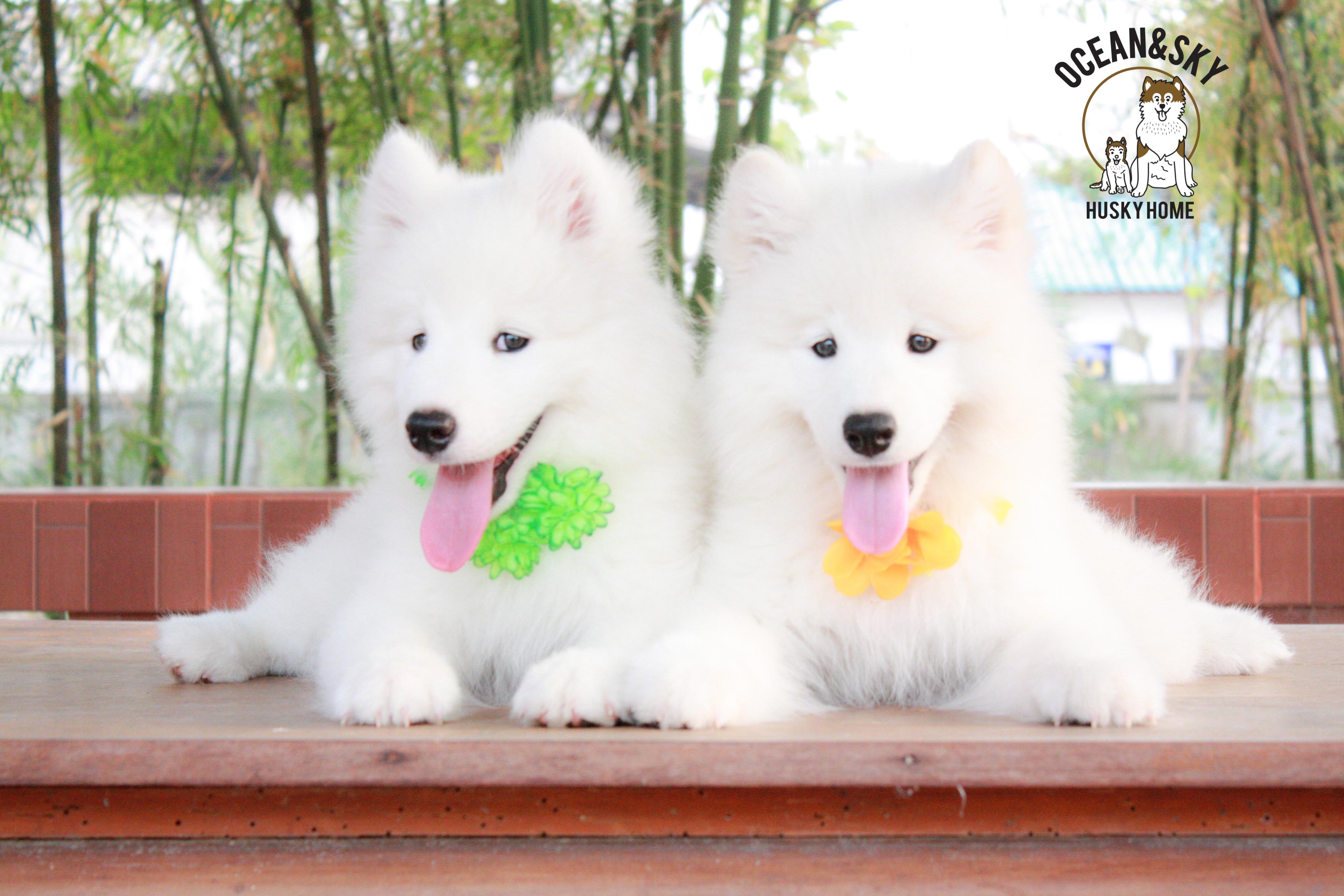 Samoyed , ซามอยด์ , ขายซามอยด์ , ขายSamoyed , ขายลูกสุนัขซามอยด์ ,ขายลูกสุนัขSamoyed