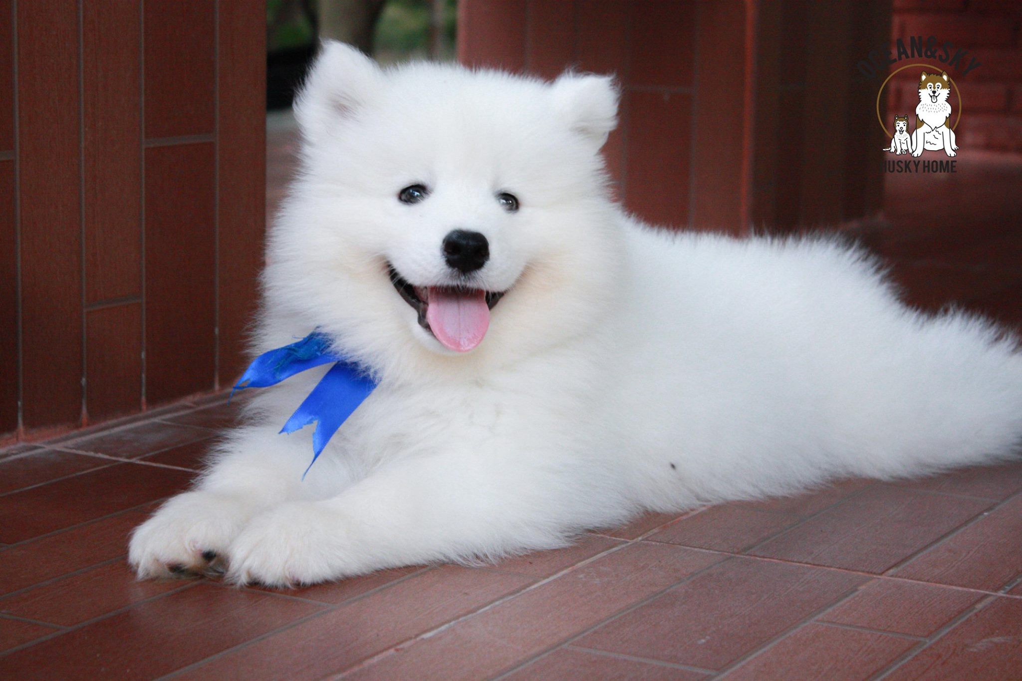 ซามอยด์ (Samoyed) ซามอยด์