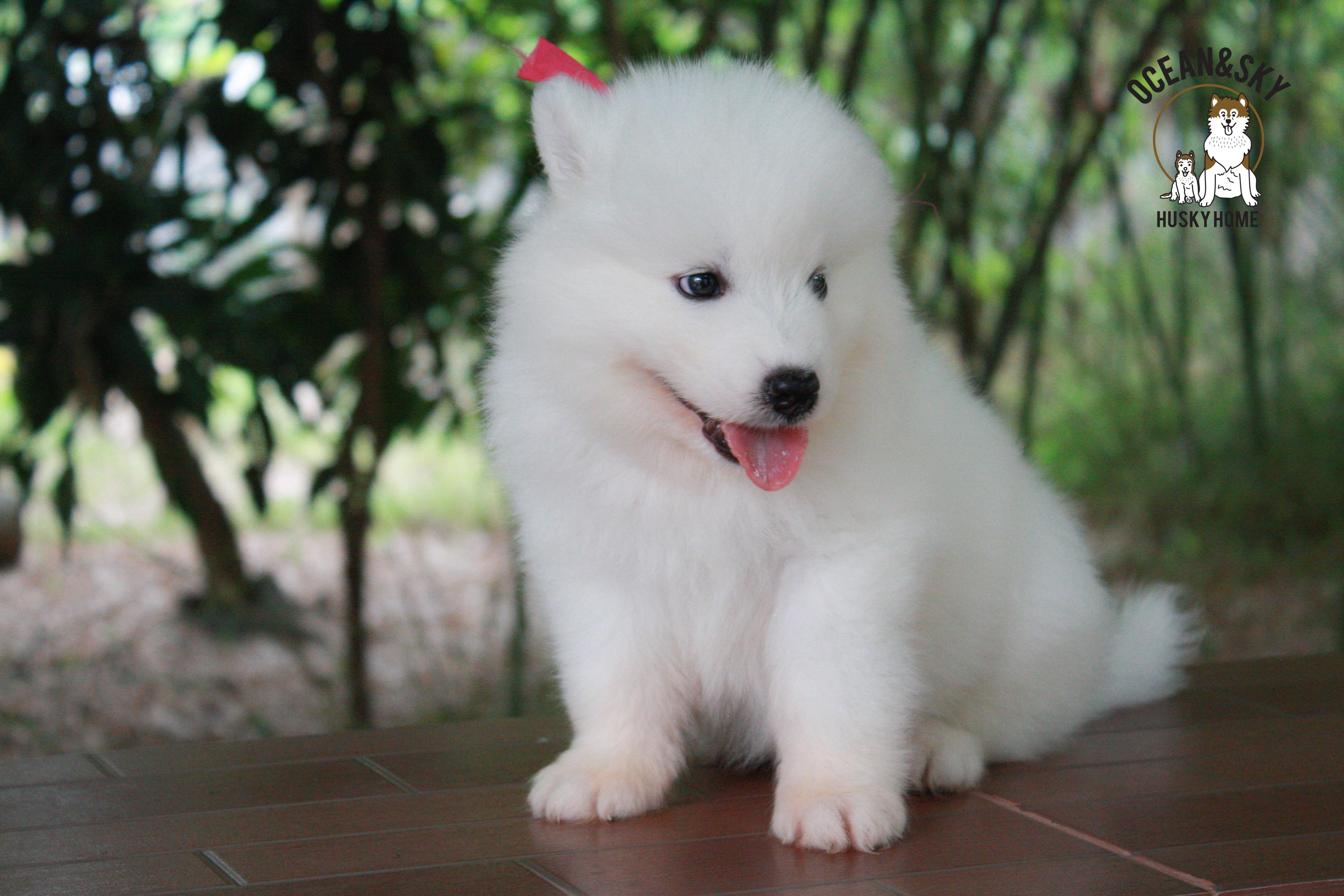 ซามอยด์ , samoyed , female