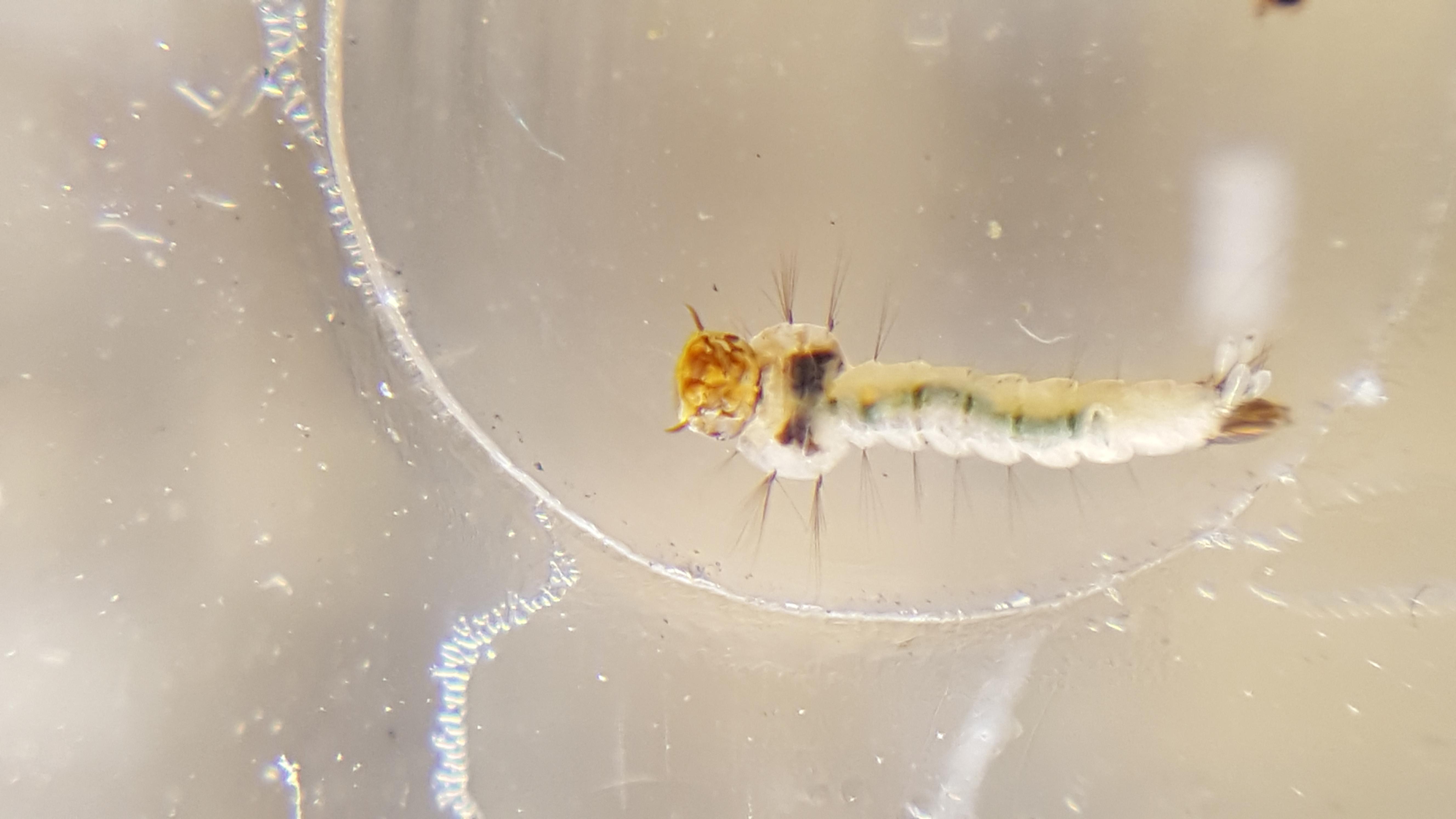 CUsmartlens Complete Set (เลนส์ขยาย เปลี่ยนมือถือเป็นกล้องจุลทรรศน์)