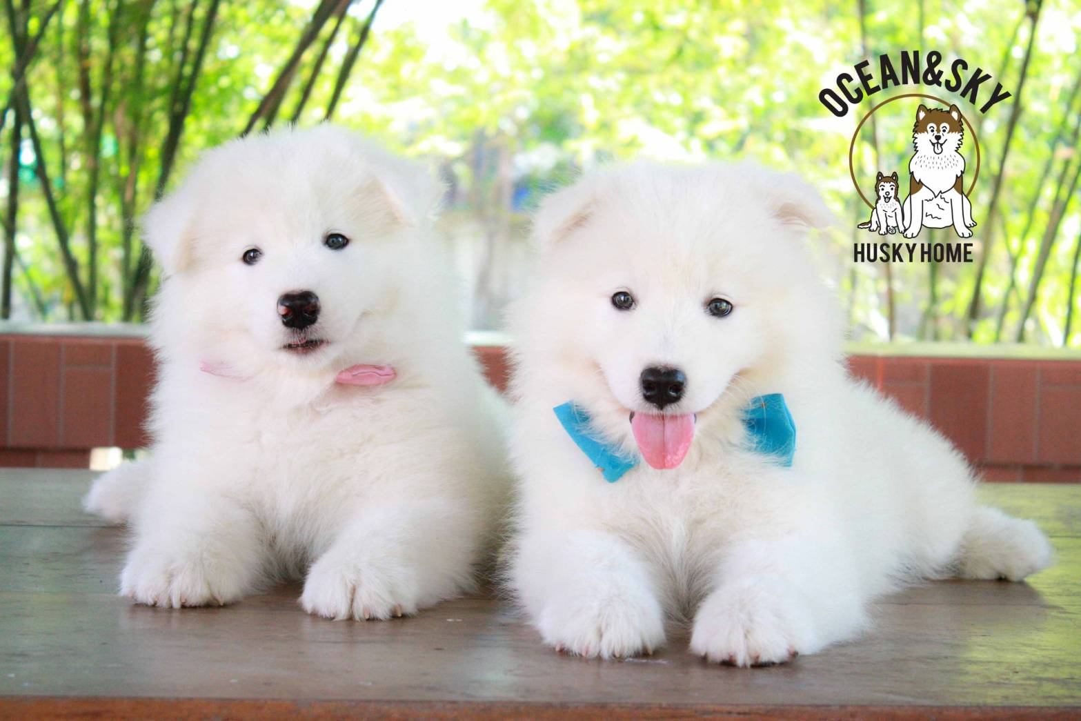ซามอยด์ (Samoyed) ซามอยด์