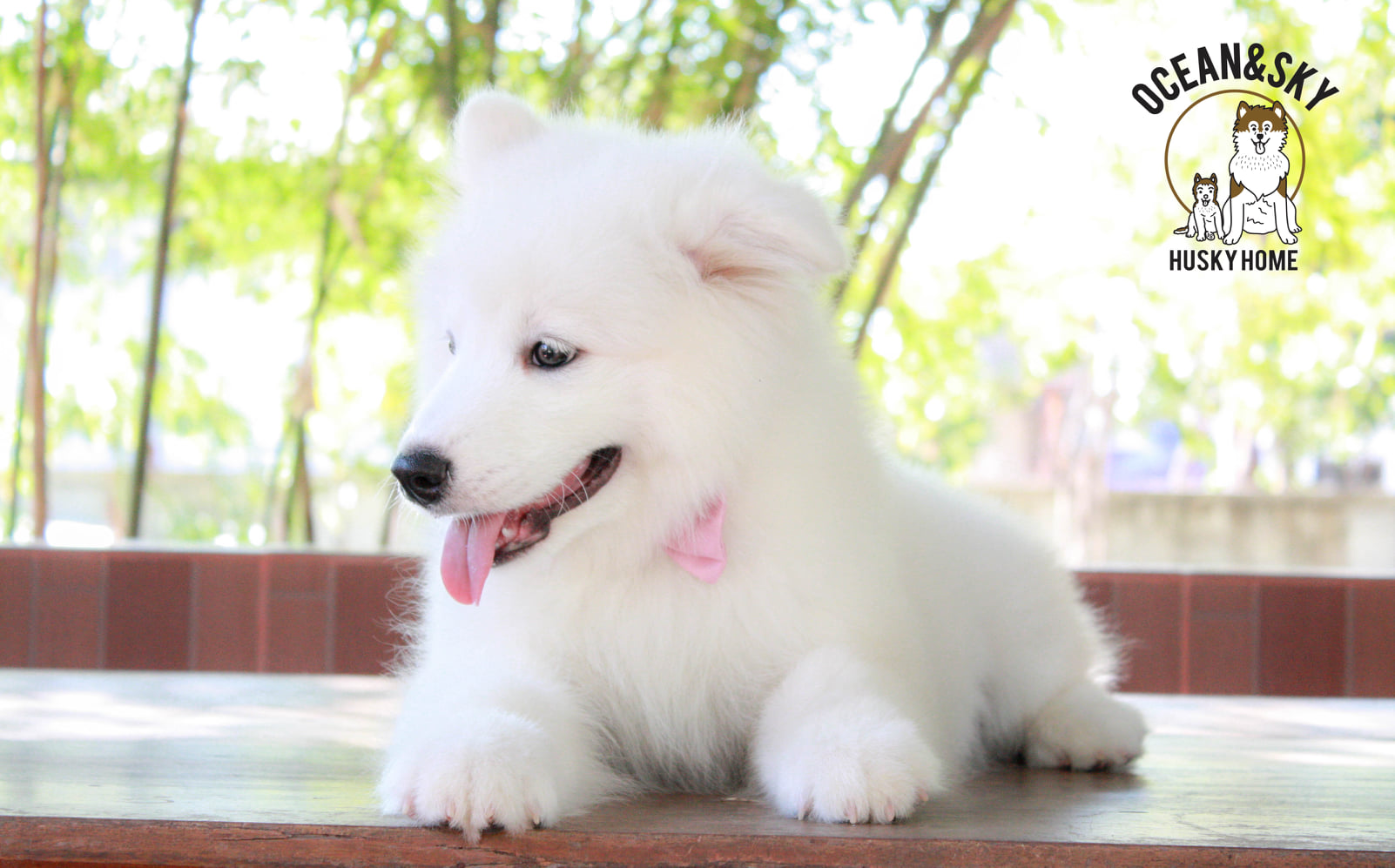 ซามอยด์ (Samoyed) ซามอยด์