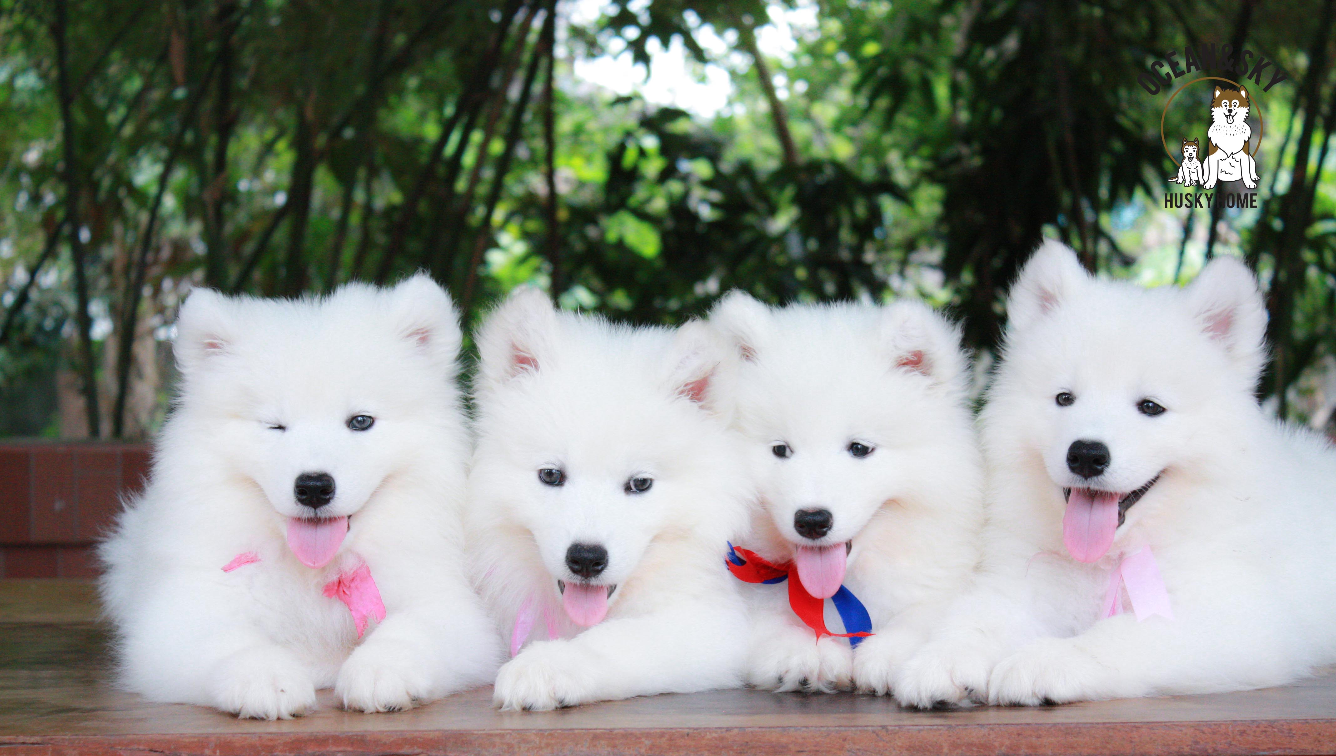 ลูกสุนัข ซามอยด์ Samoyed