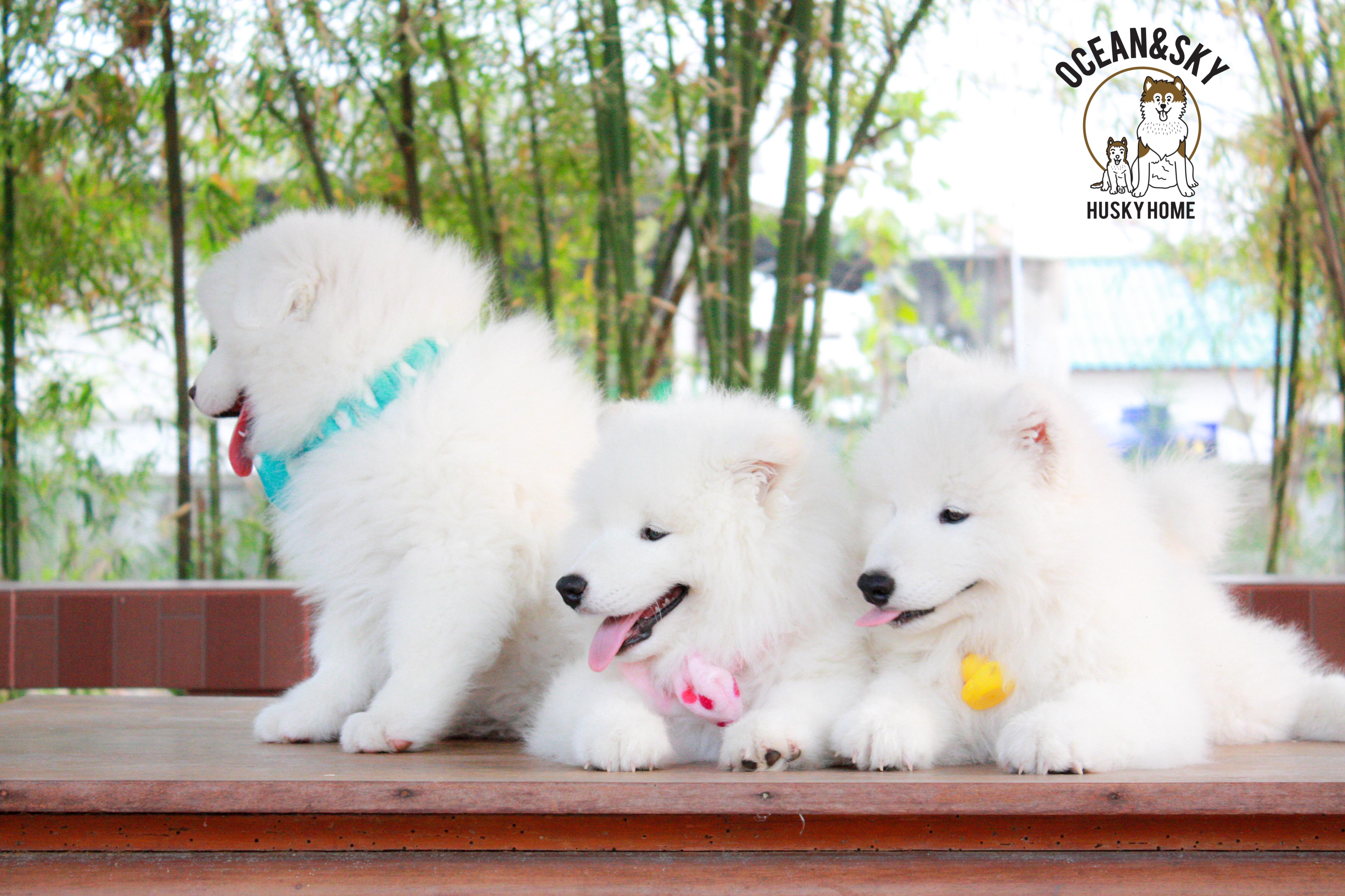 Samoyed , ซามอยด์ , ขายซามอยด์ , ขายSamoyed , ขายลูกสุนัขซามอยด์ ,ขายลูกสุนัขSamoyed