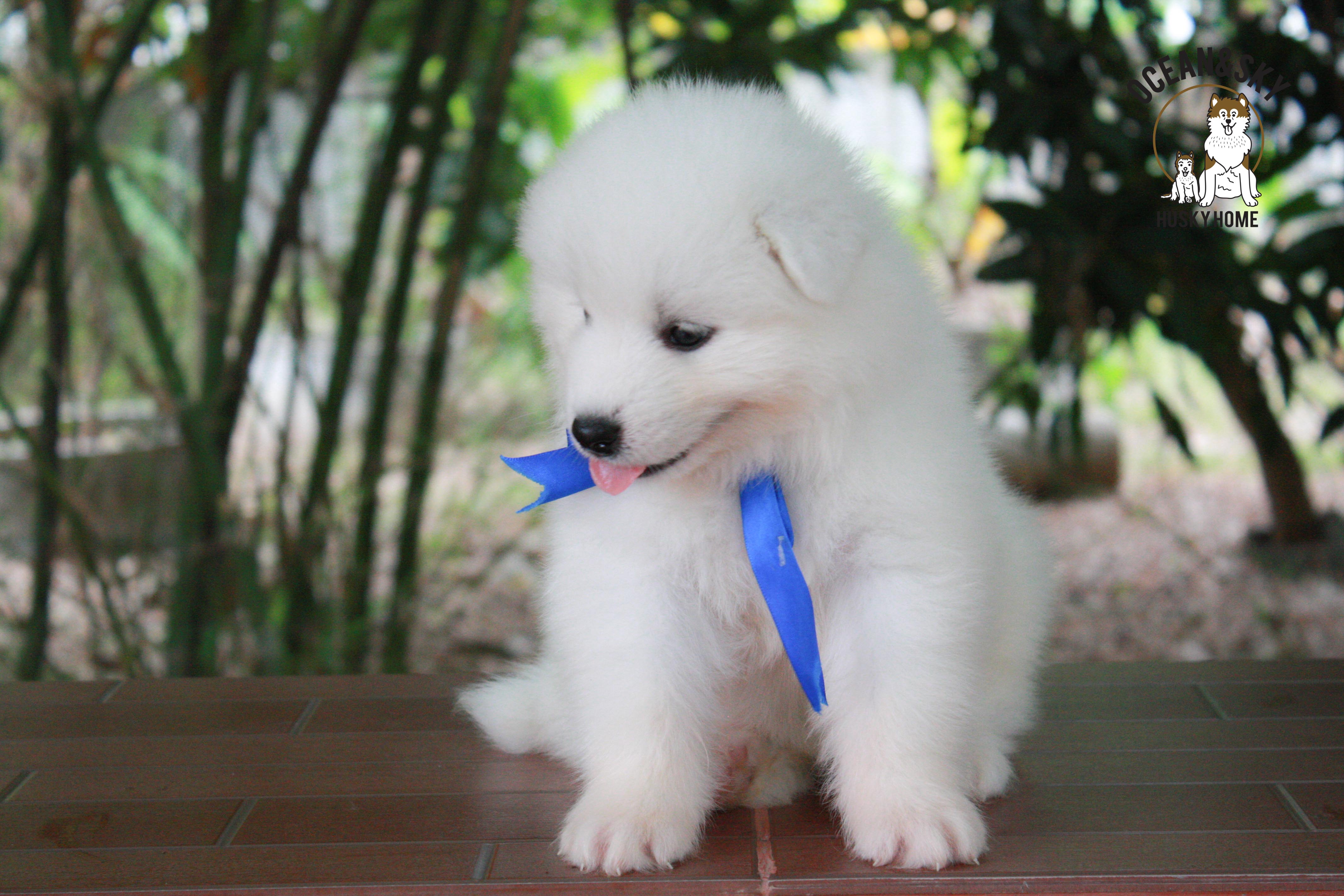 ซามอยด์ , samoyed , male