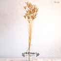 ดอกหญ้าแห้ง ดอกไม้แห้ง พร็อพถ่ายรูป prop ของตกแต่ง