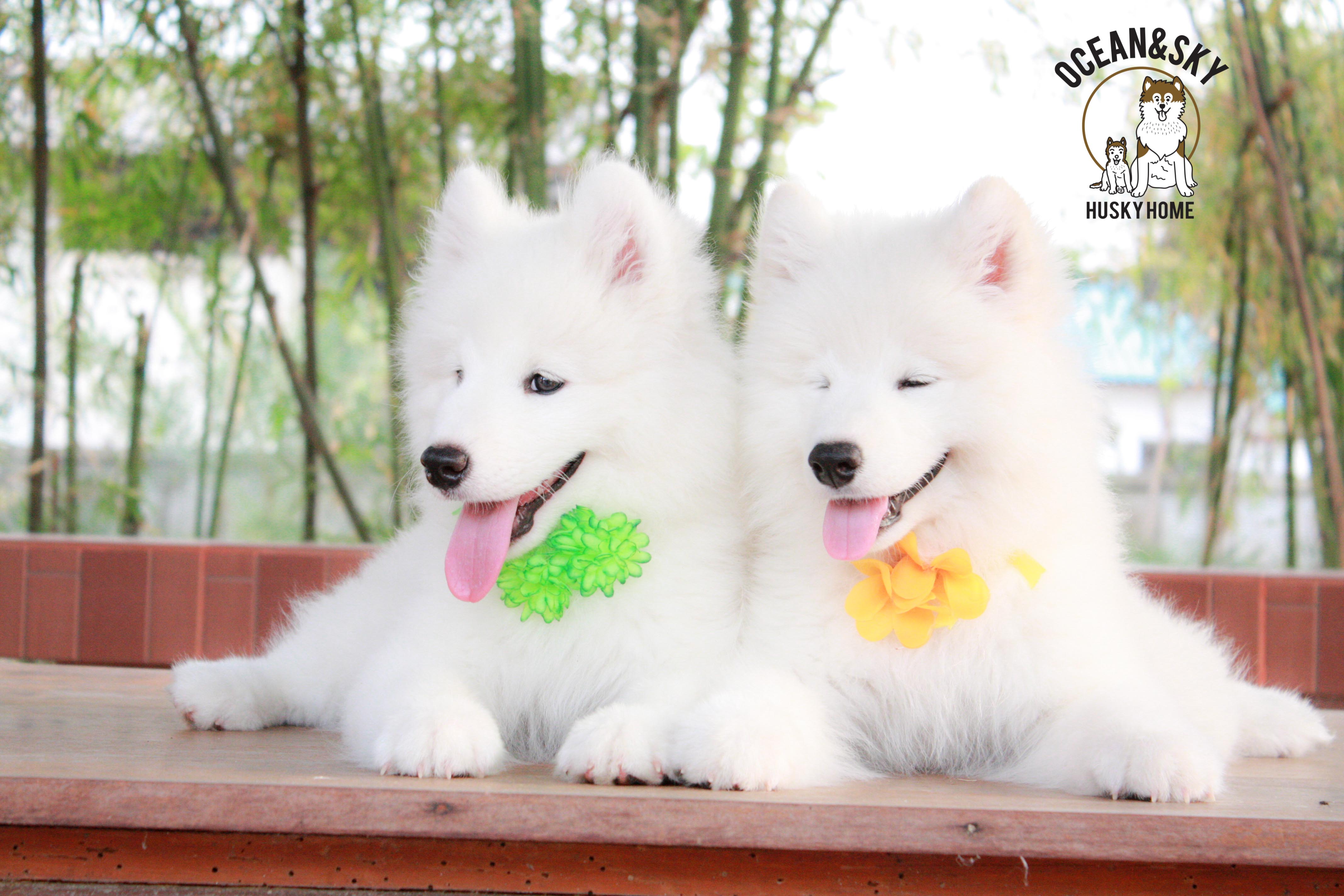 Samoyed , ซามอยด์ , ขายซามอยด์ , ขายSamoyed , ขายลูกสุนัขซามอยด์ ,ขายลูกสุนัขSamoyed