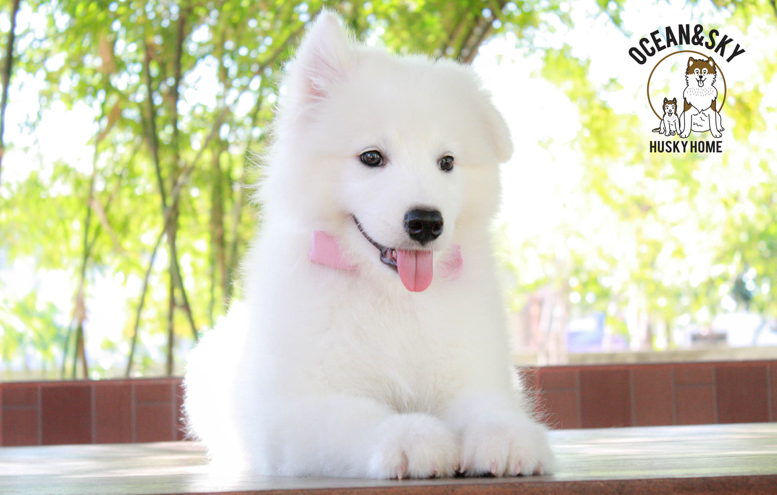 ซามอยด์ (Samoyed) ซามอยด์