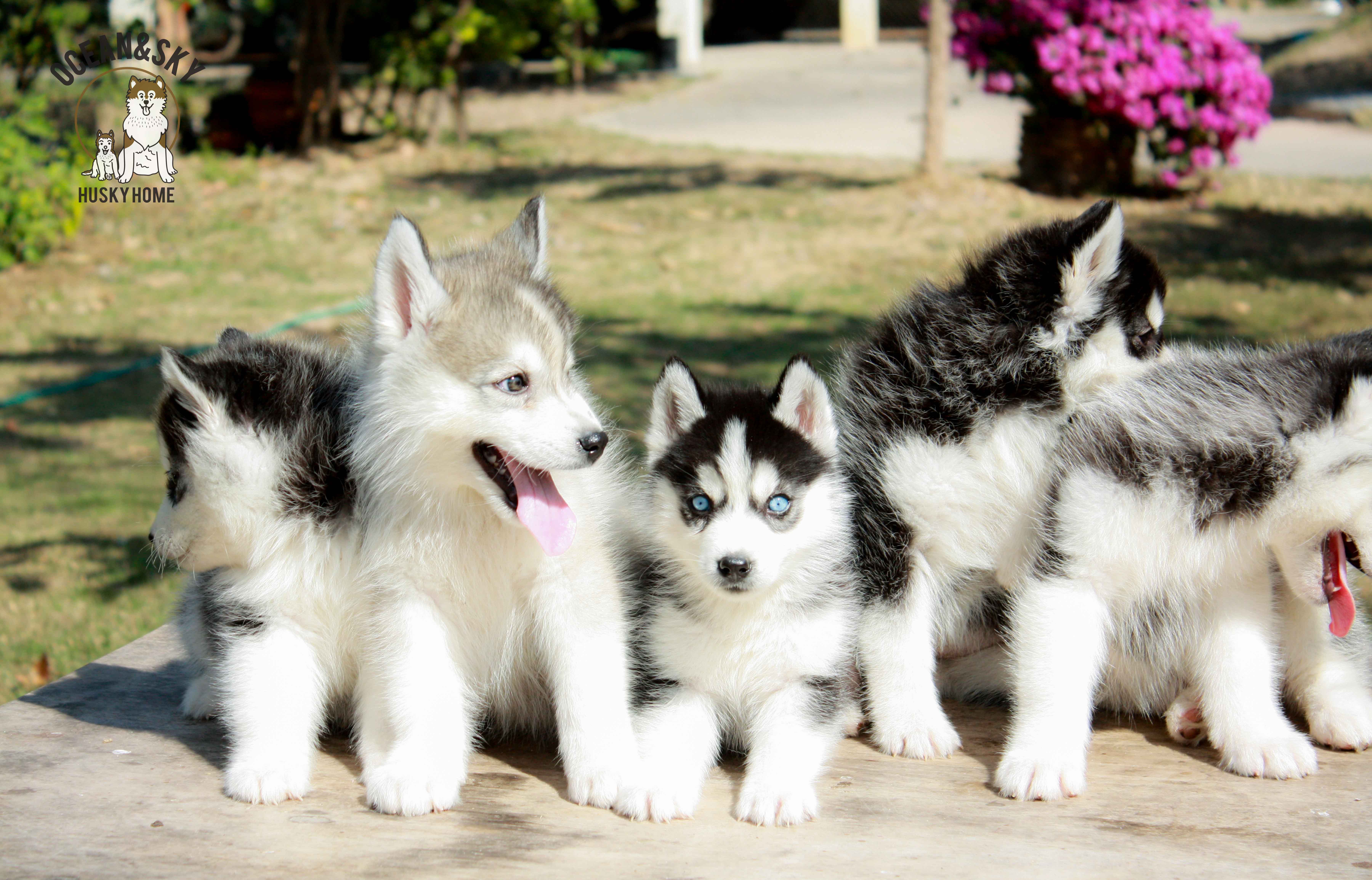 ขายสุนัขพันธุ์ ไซบีเรียน ฮัสกี้ ฟาร์มไซบีเรียน บลูโต้+เนปจูน