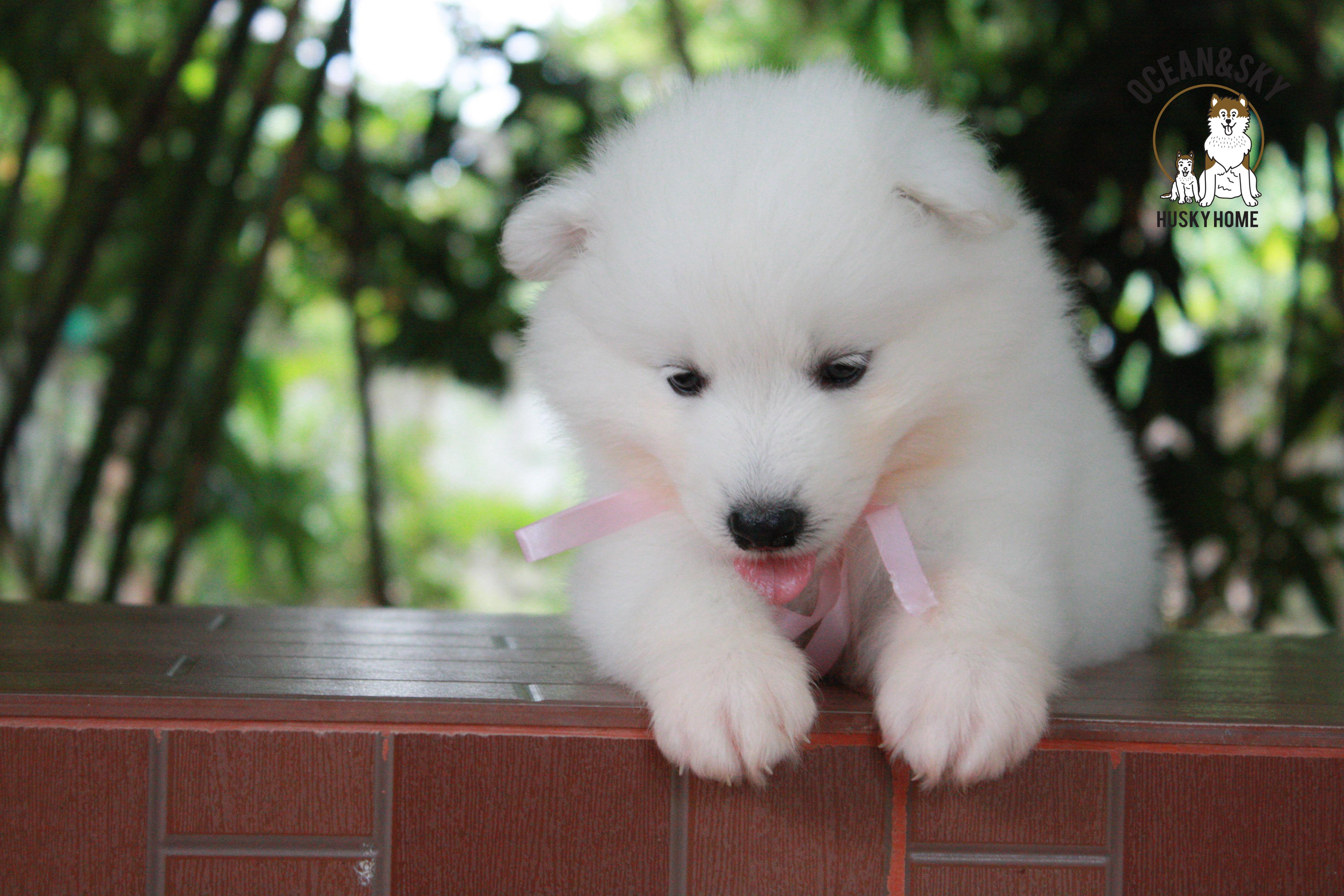 ซามอยด์ , samoyed , female