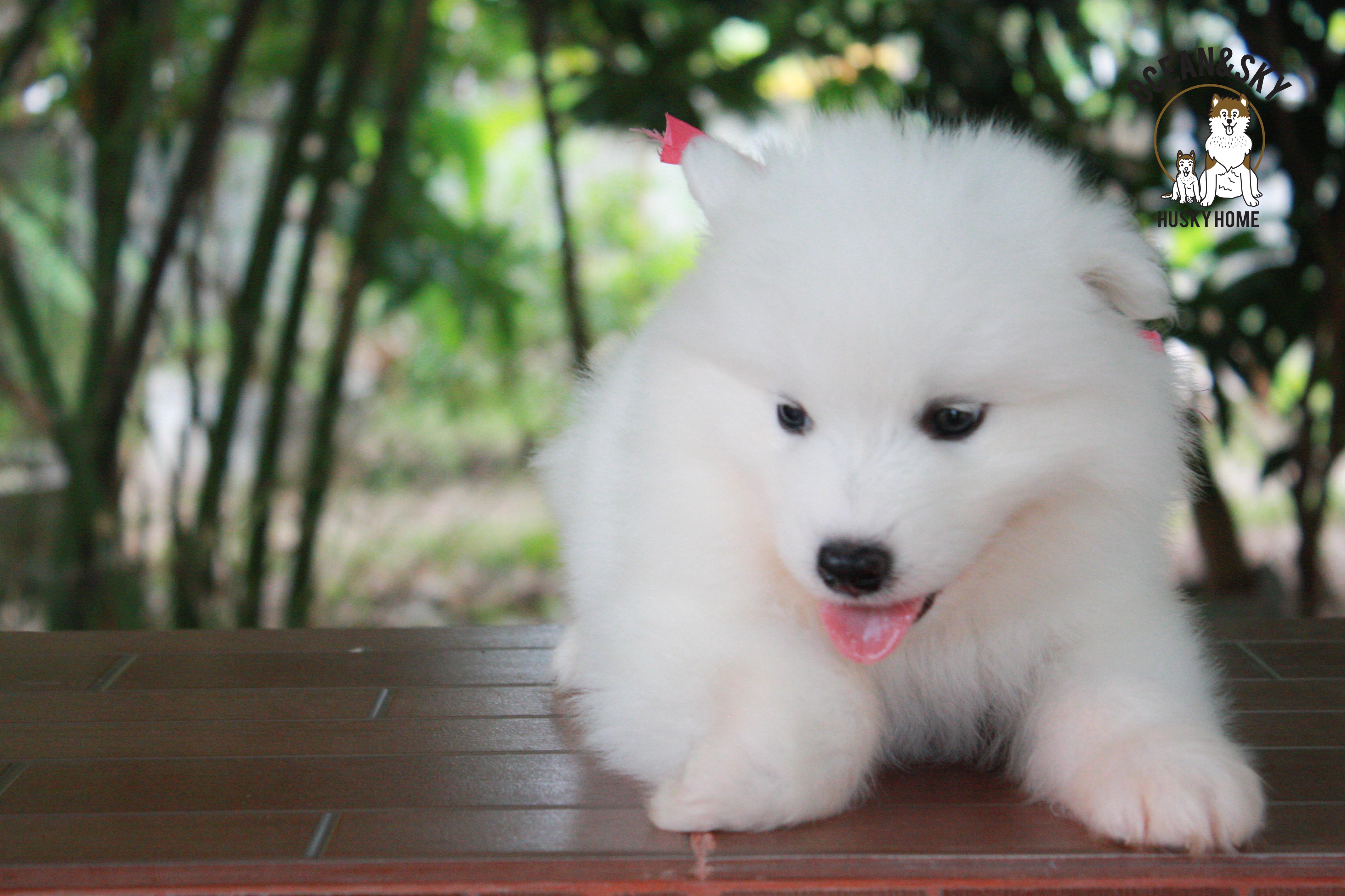 ซามอยด์ , samoyed , female